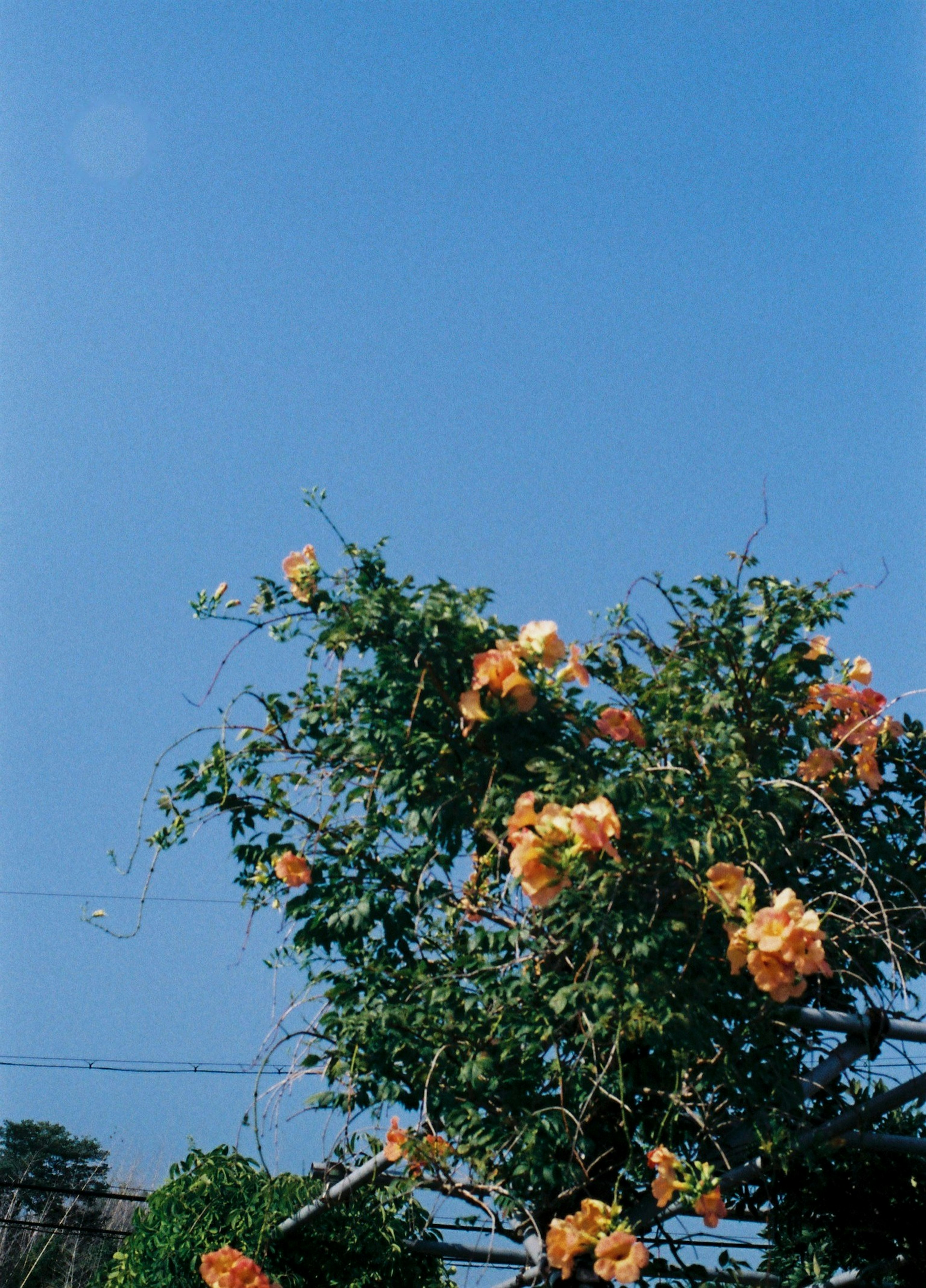 青空にオレンジ色の花が咲く木の上部の風景