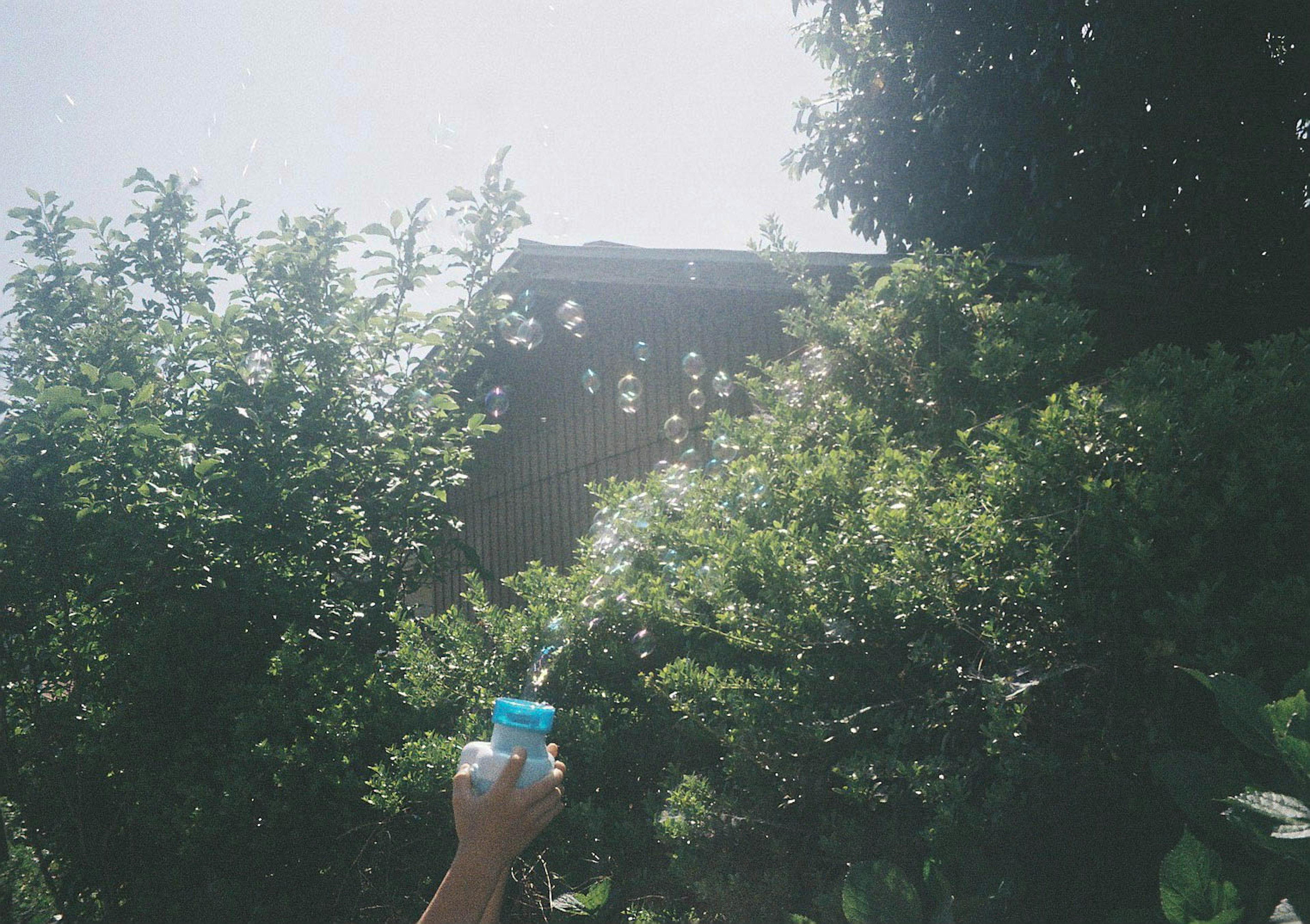 Person holding a blue container with water among lush green trees