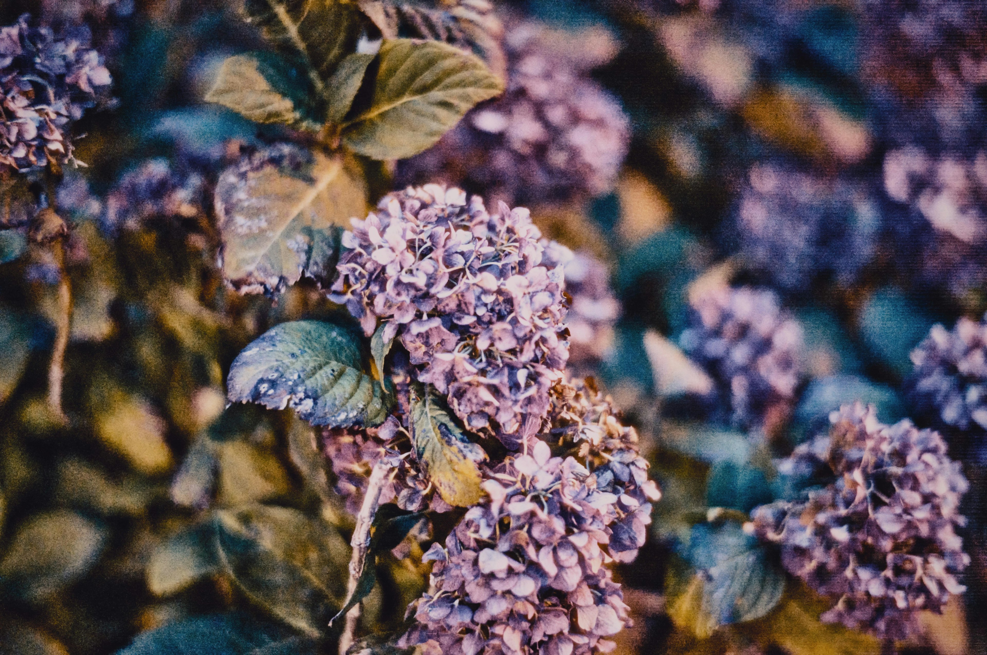 Close-up of hydrangea flowers with purple blooms and green leaves