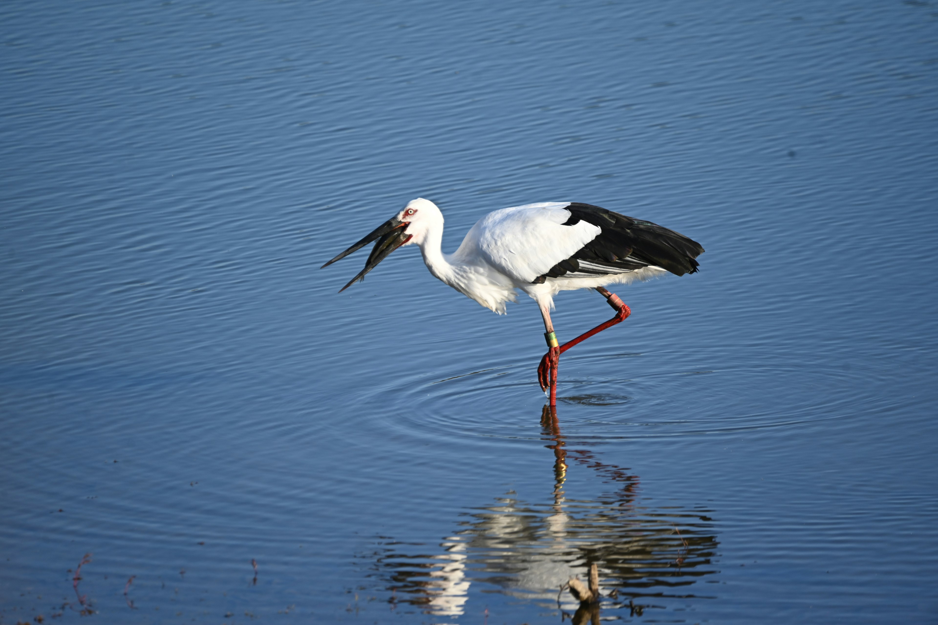 Ein weißer Storch steht im Wasser mit einem auffälligen Spiegelbild