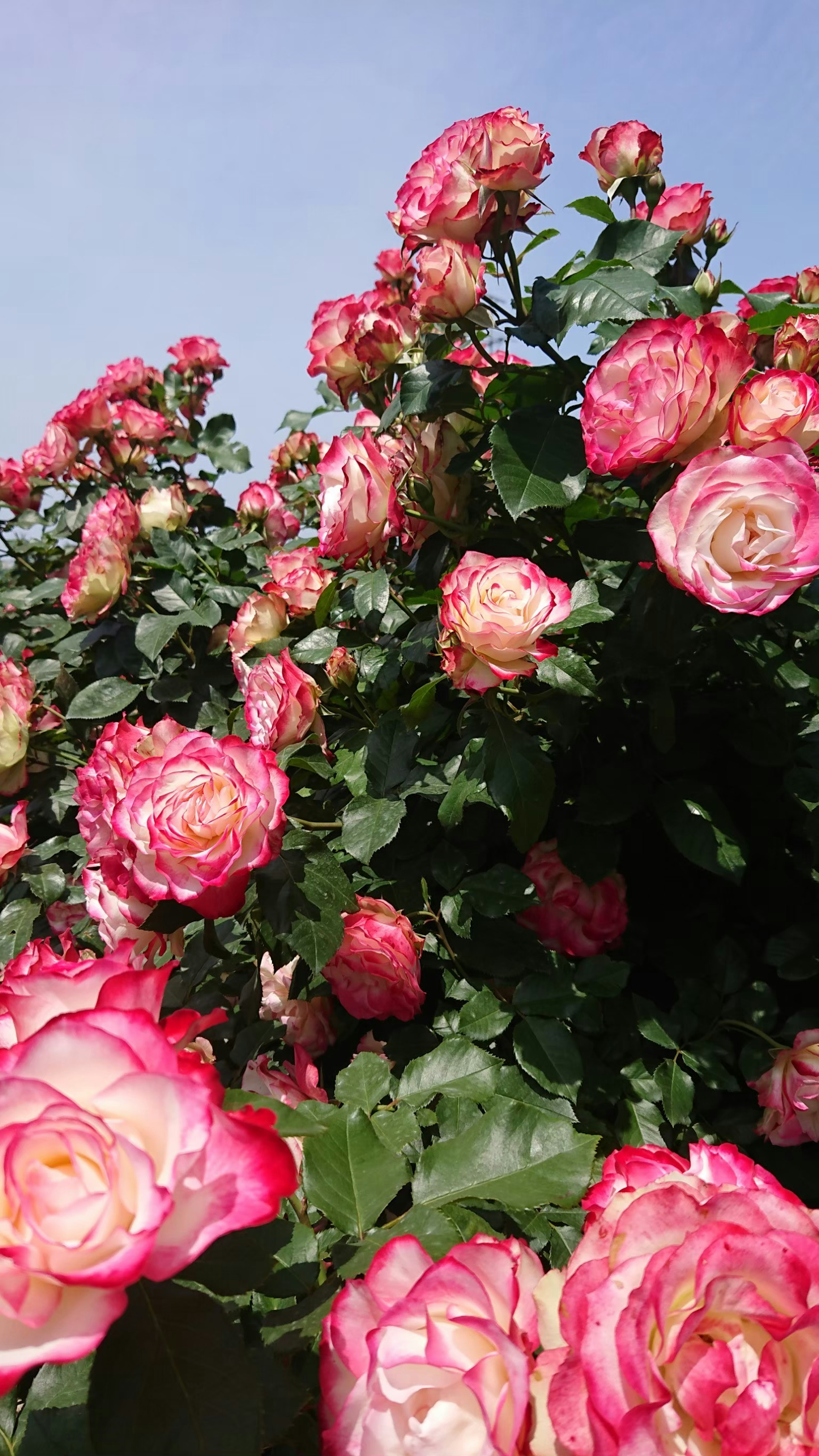 Ein schöner Blumengarten voller bunter Rosen