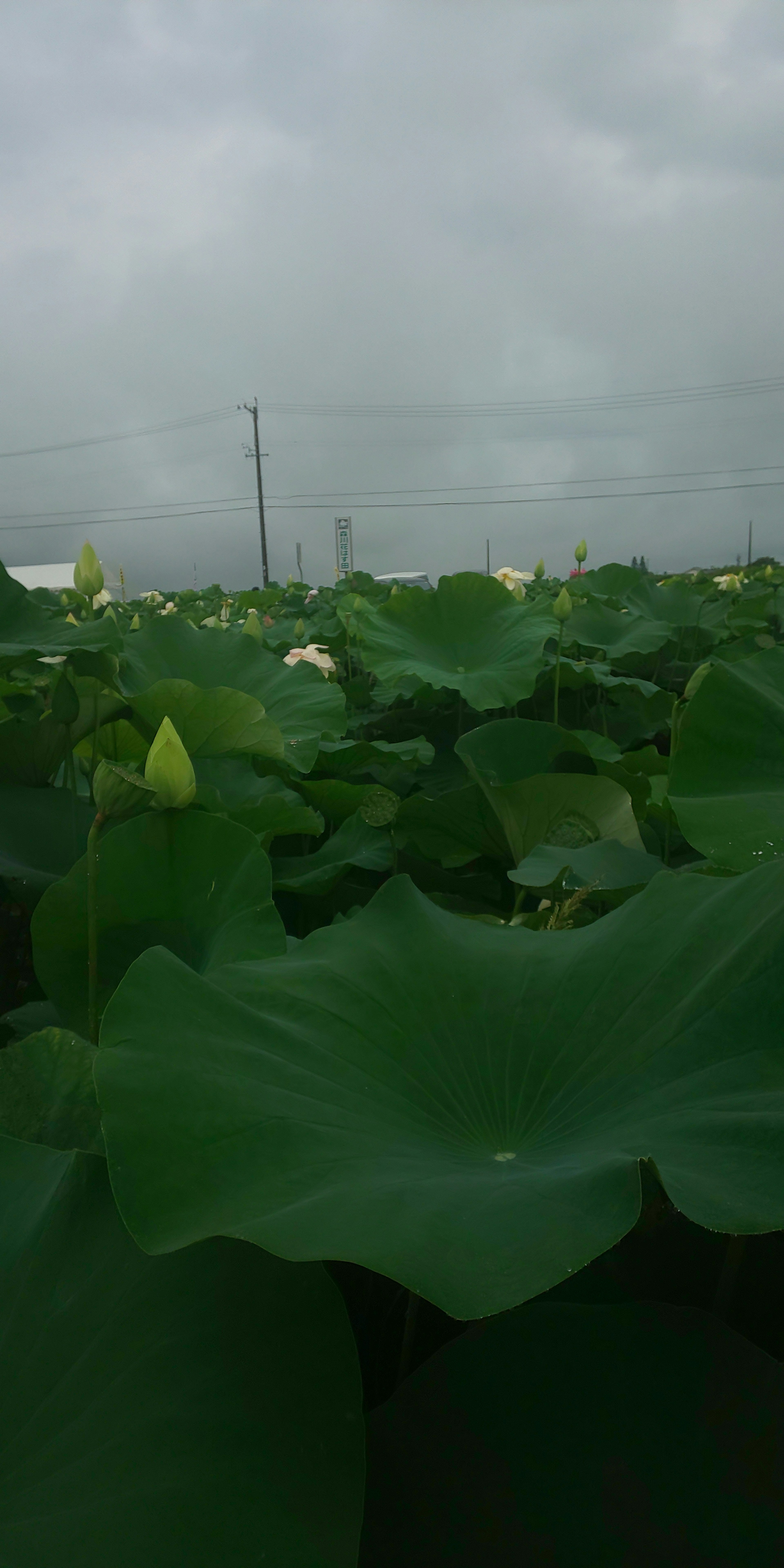 Hojas de loto verdes y exuberantes bajo un cielo nublado