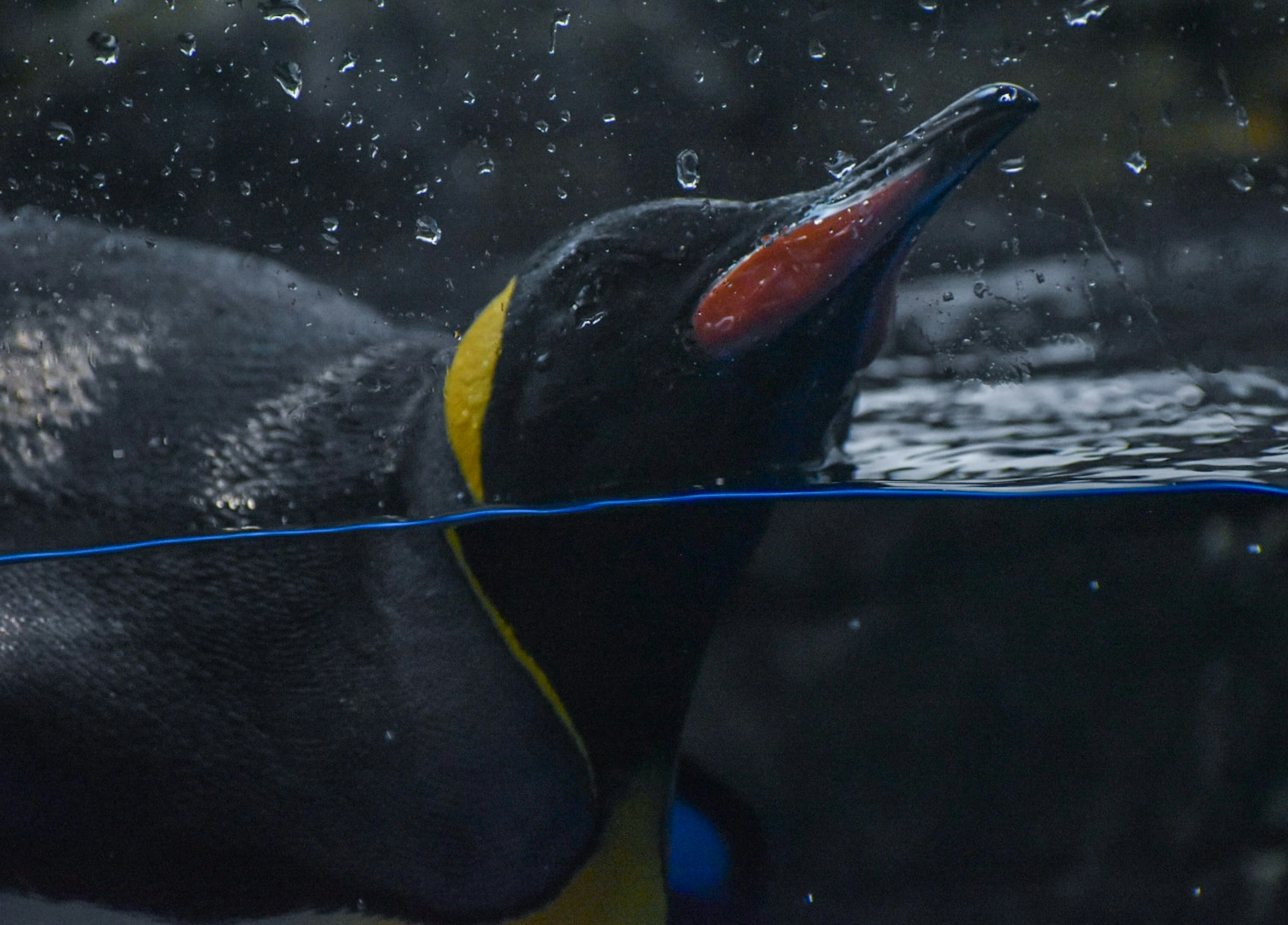 Kedekatan penguin di bawah air dengan kerah kuning cerah dan paruh oranye dengan percikan air