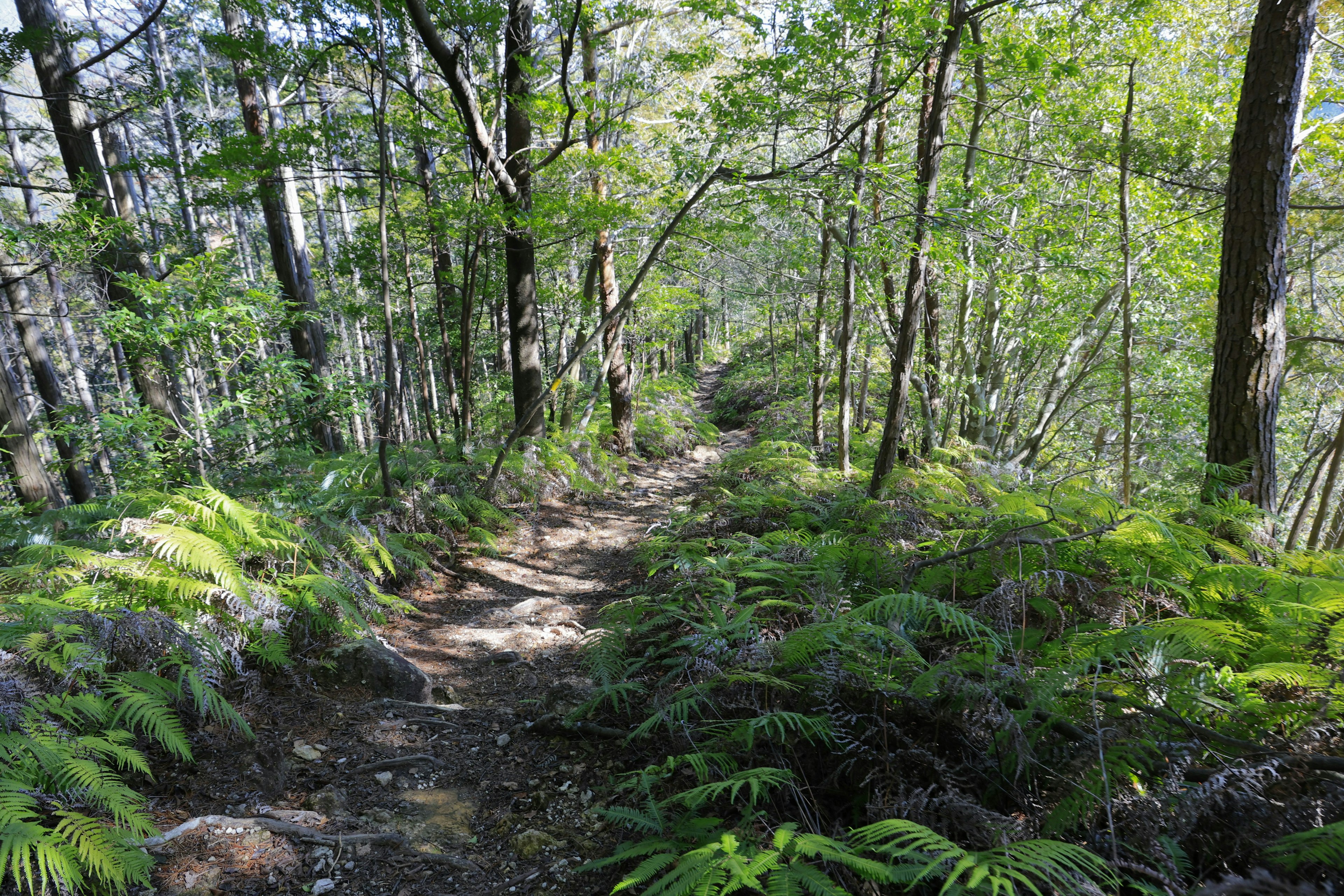 Un sentiero stretto che si snoda attraverso una foresta verdeggiante con alberi e felci