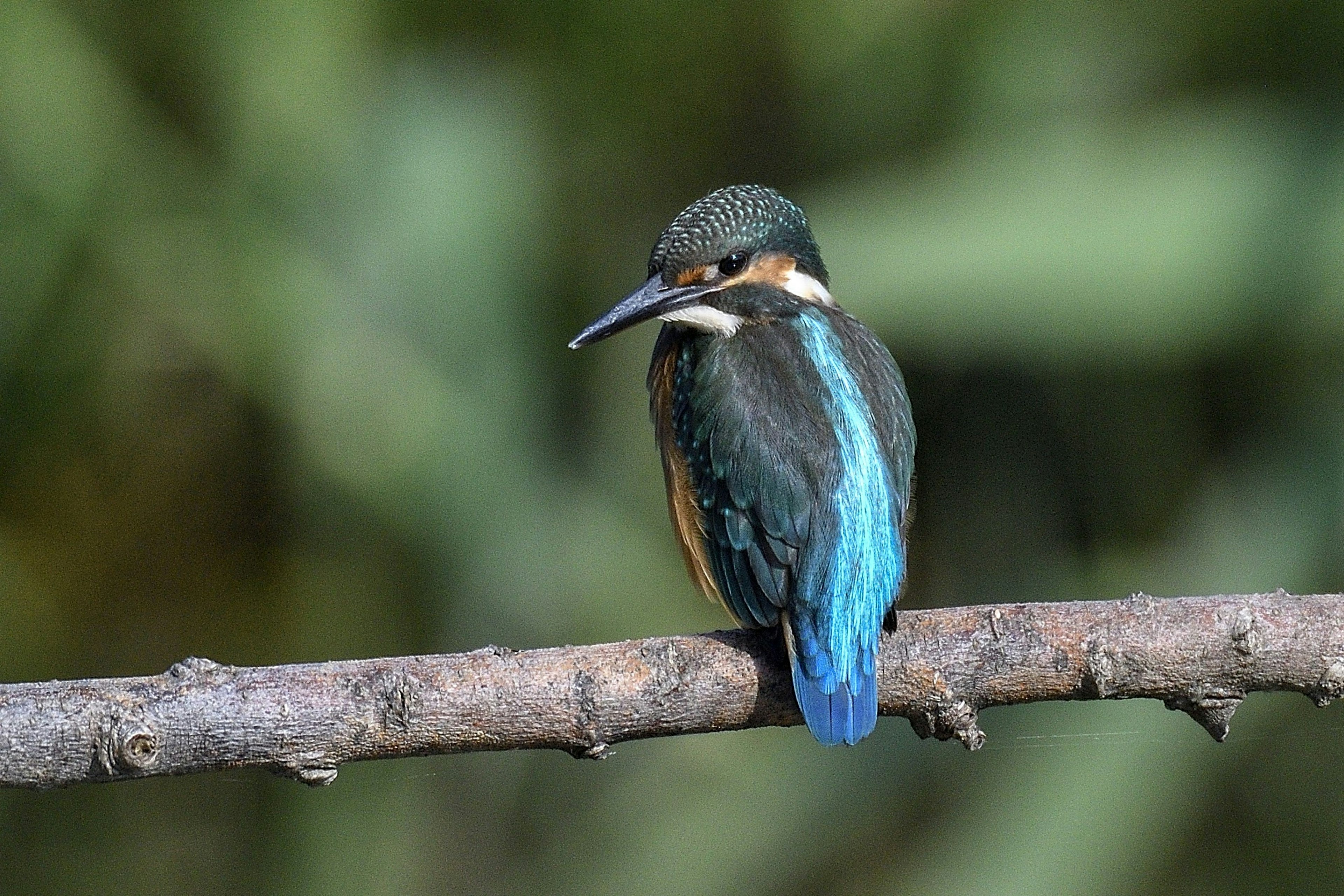 Ein Eisvogel mit blauen Federn, der auf einem Ast sitzt