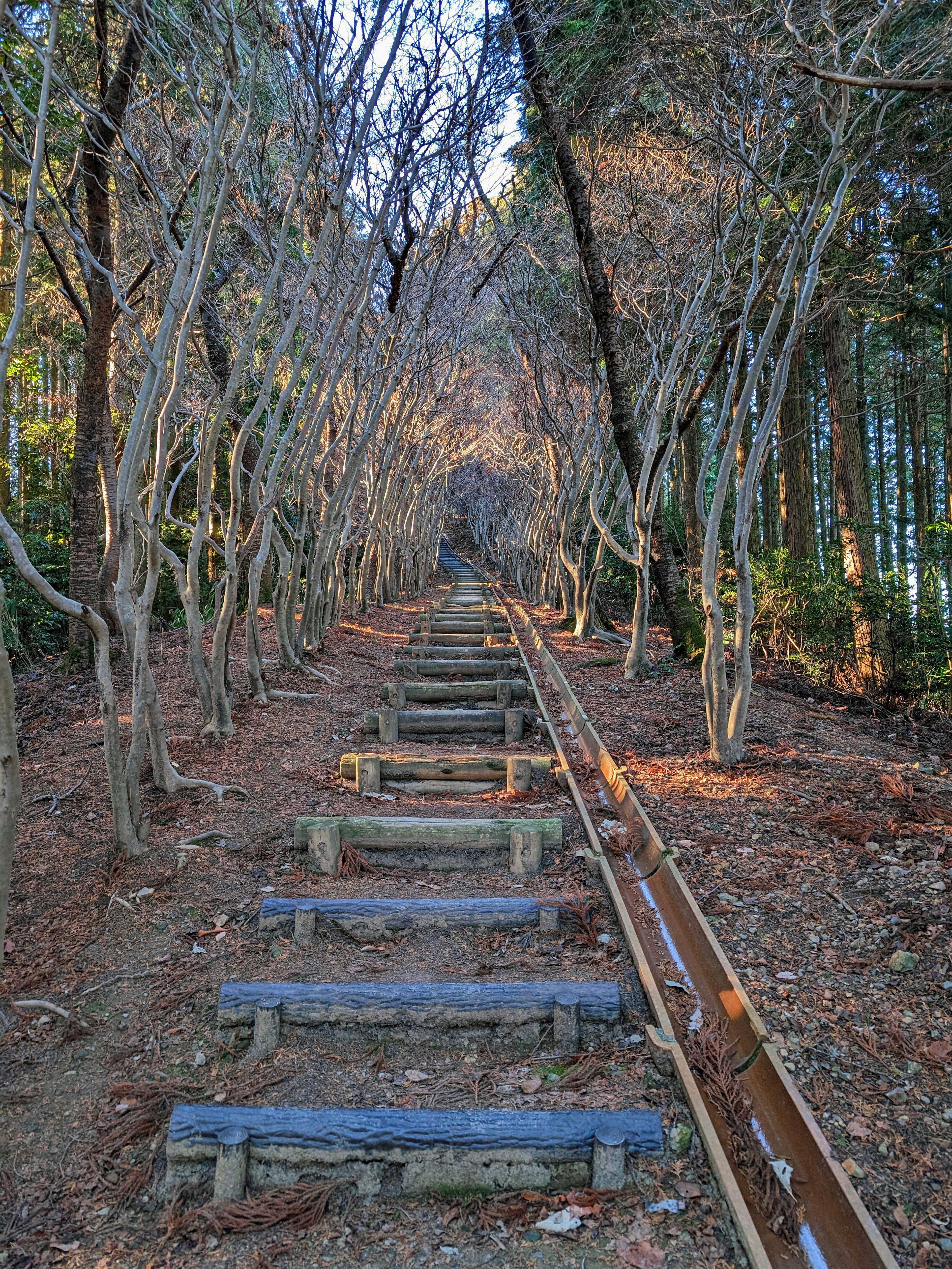 Serene staircase path surrounded by trees leading upwards