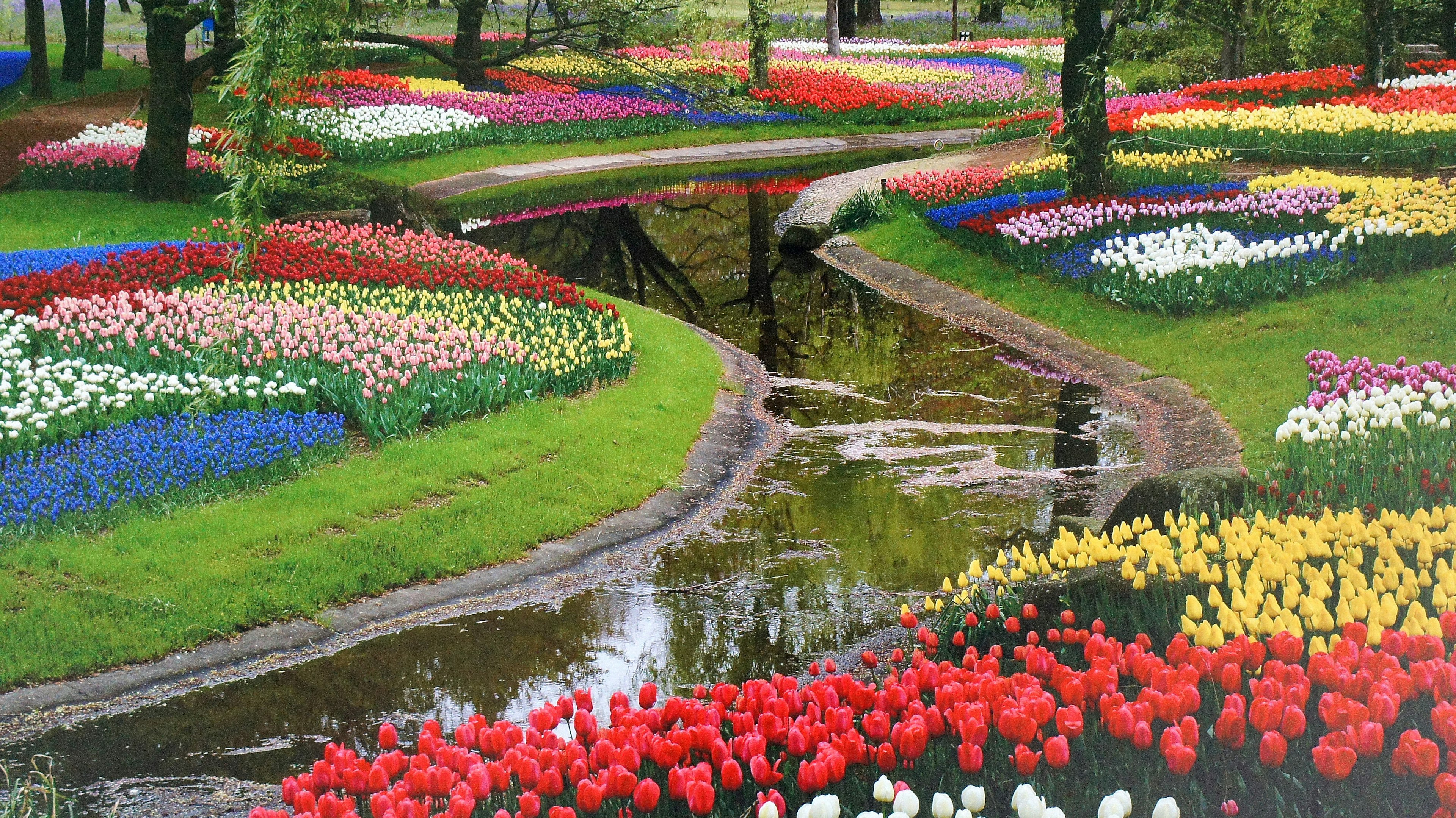 Jardin de tulipes colorées avec un ruisseau entouré d'arbres et de fleurs vibrantes