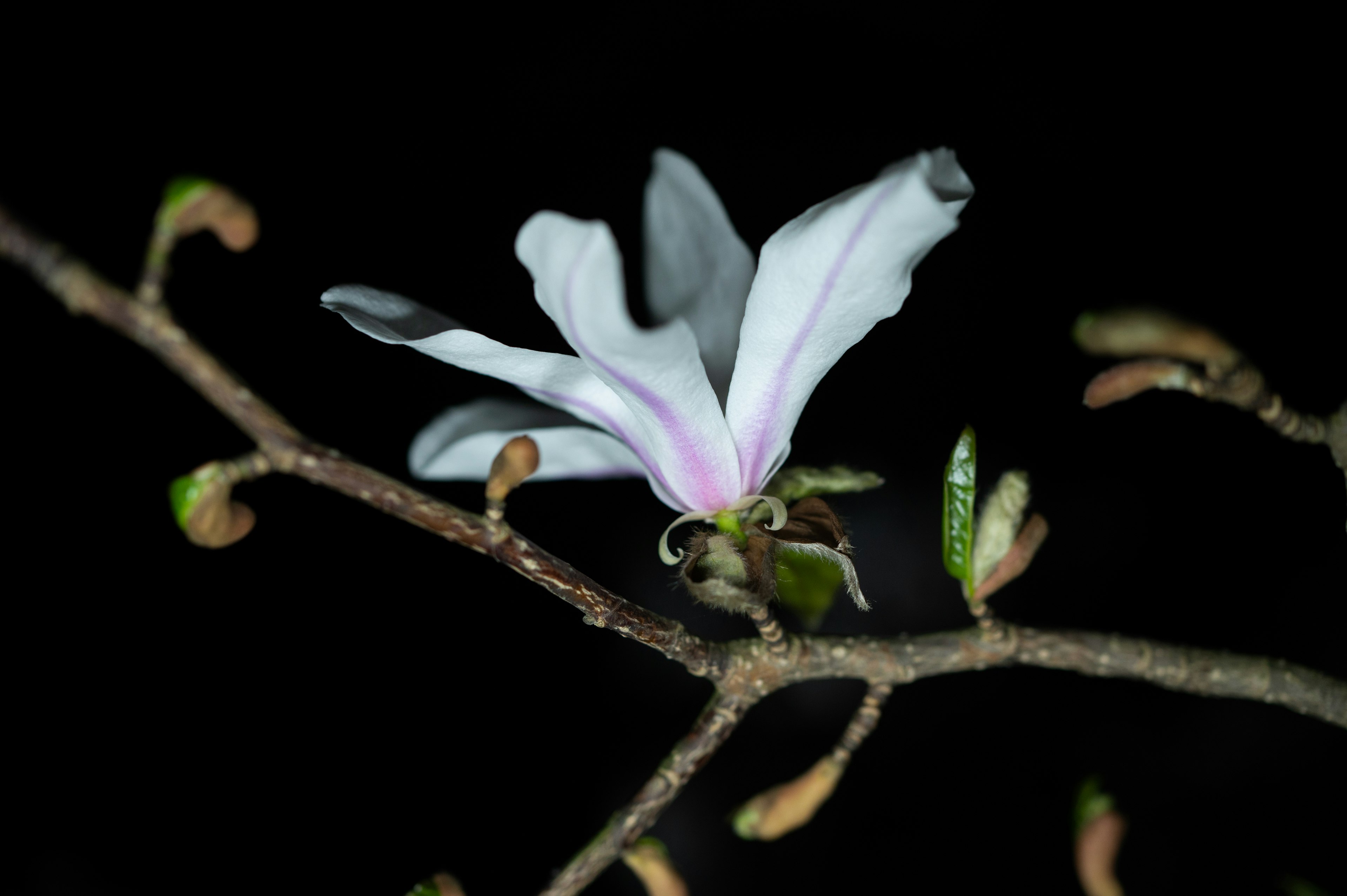 Branche avec une fleur blanche et des boutons sur fond sombre