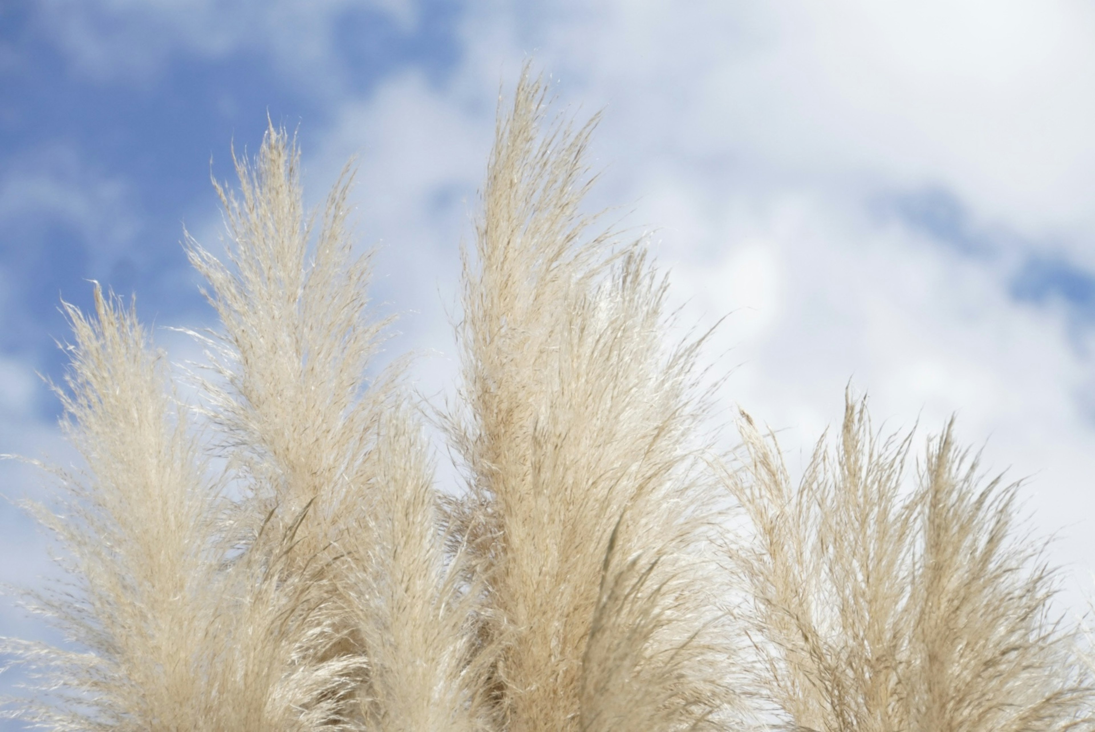 Pampasgras in sanften Farben vor einem blauen Himmel und weißen Wolken