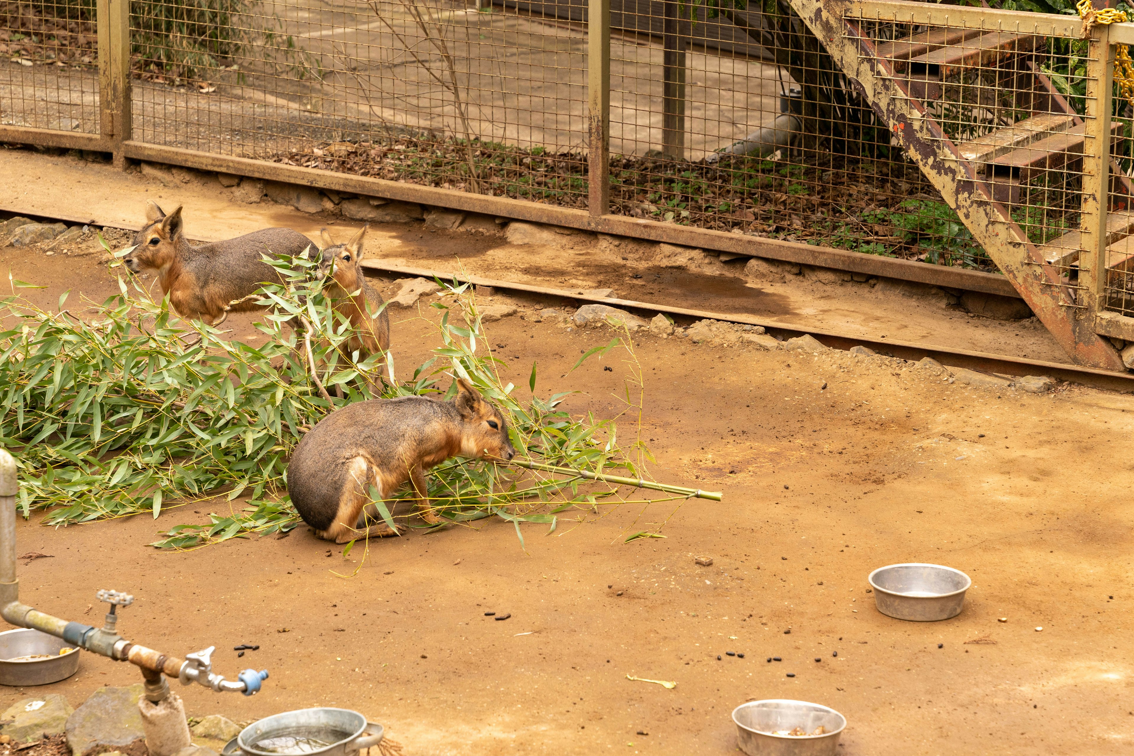 Zwei Tiere, die am Boden mit grünem Laub in einem Zoo-Gehege nach Nahrung suchen