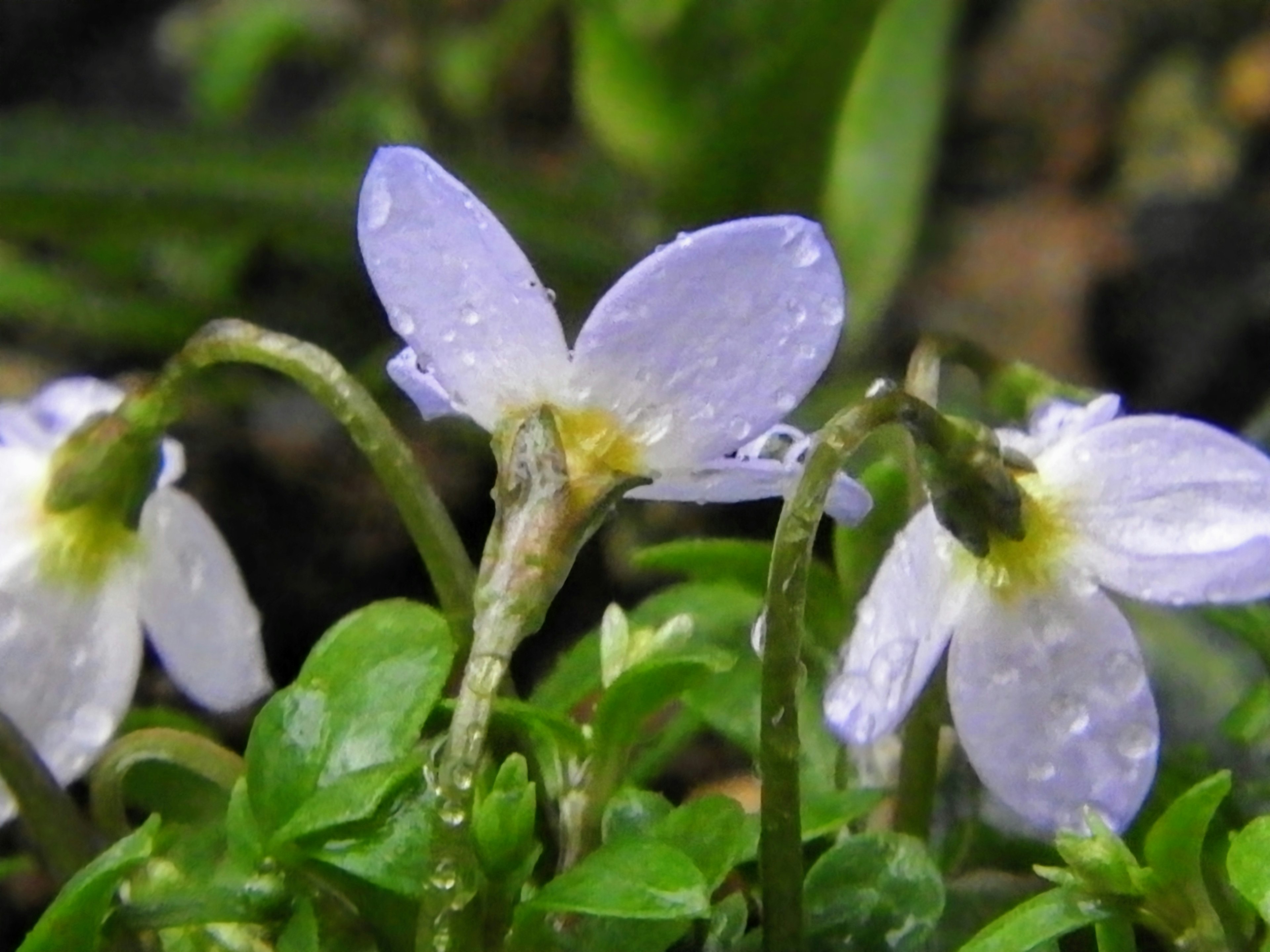 Primo piano di piccoli fiori viola con foglie verdi