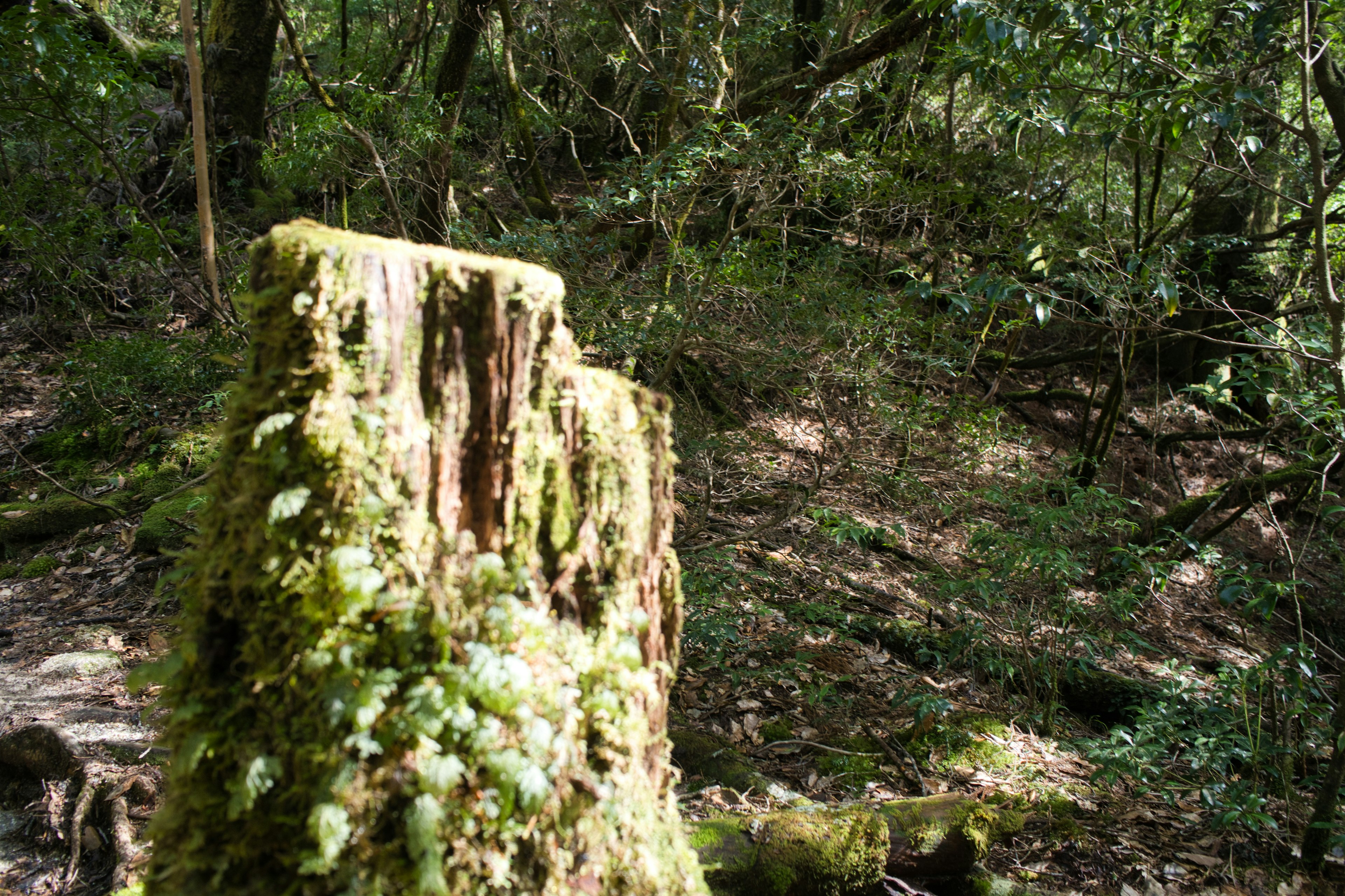 Moss-covered tree stump in a forest surrounded by green vegetation