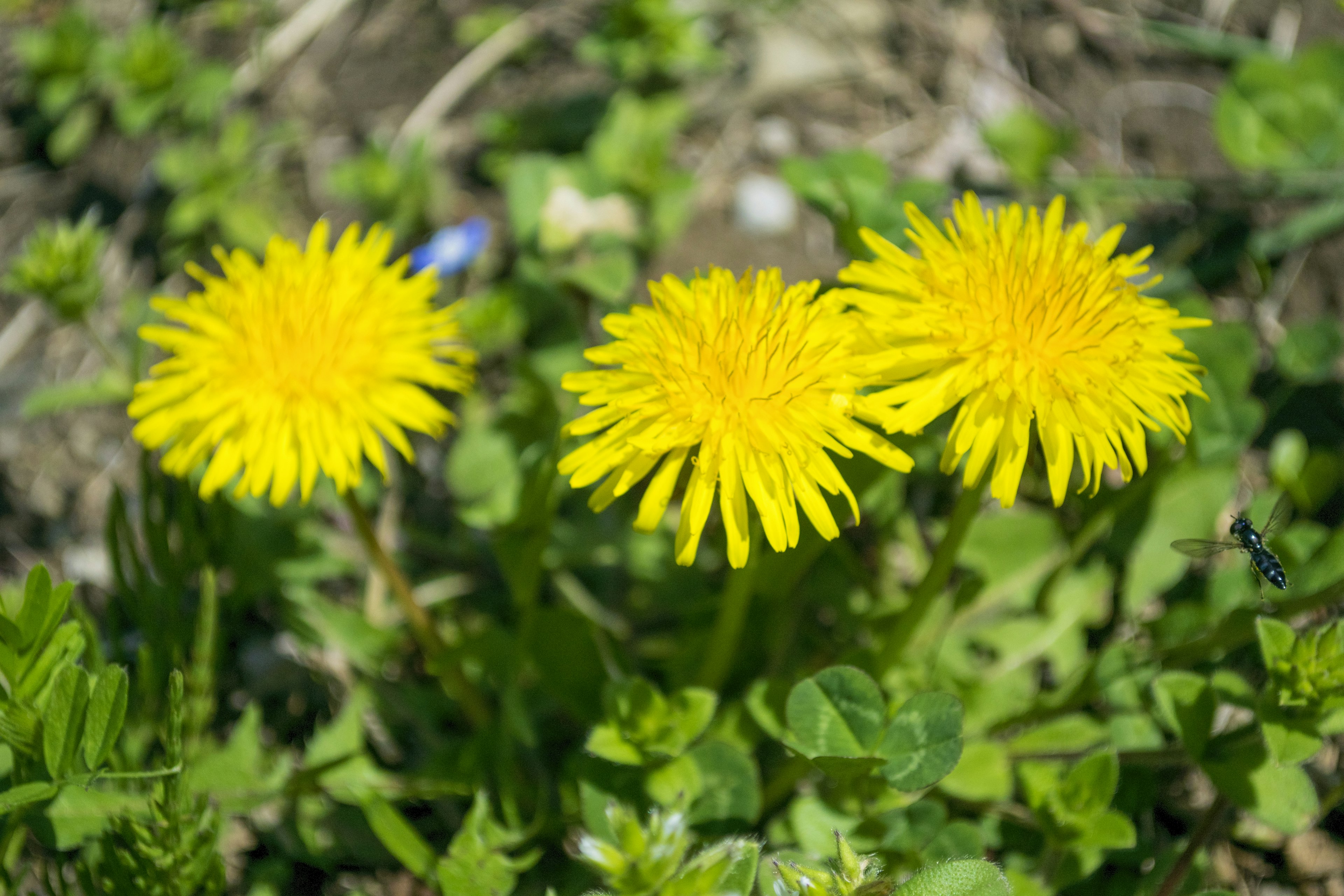 Tre fiori di dente di leone gialli circondati da foglie verdi