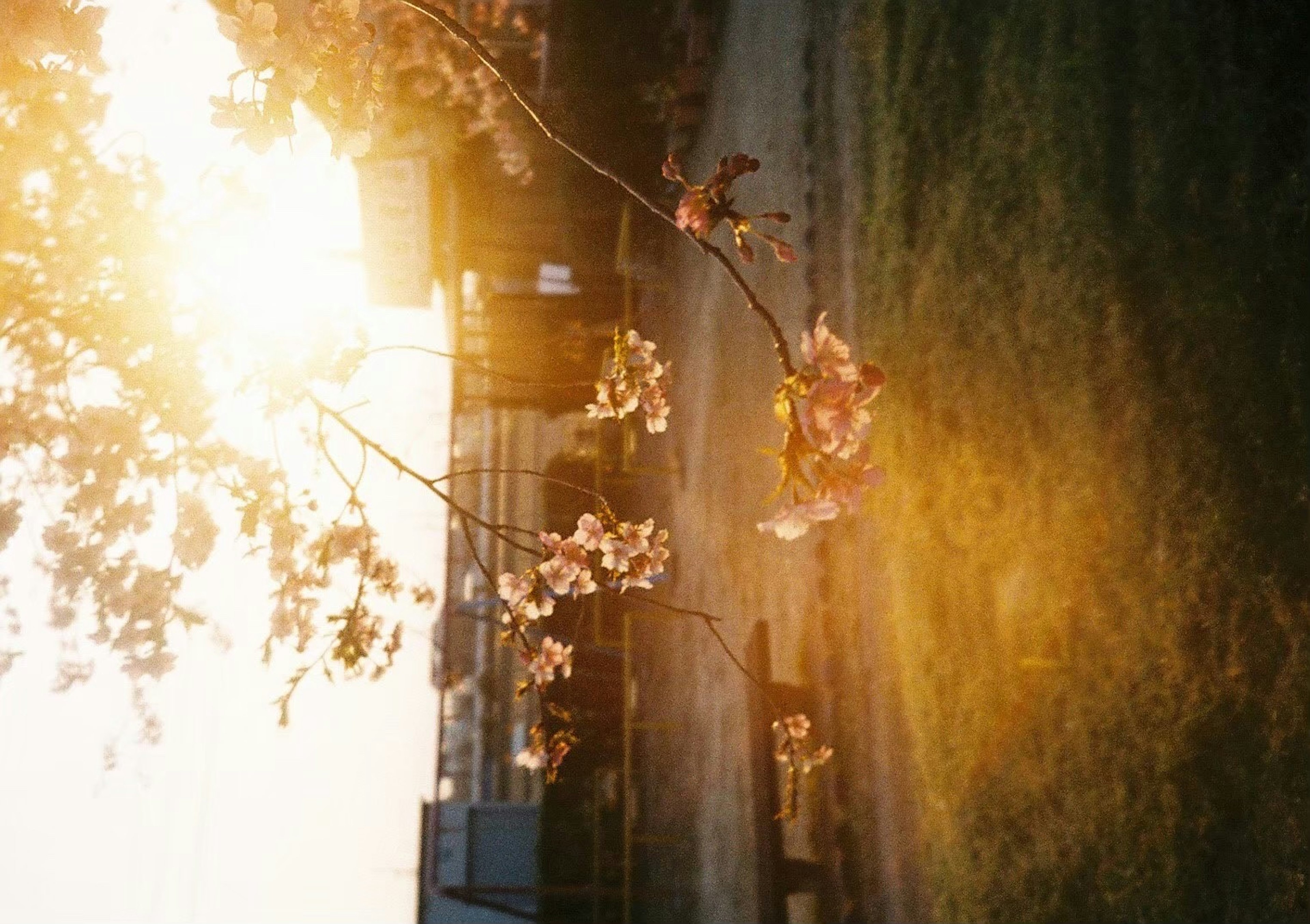 Flores de cerezo iluminadas por el atardecer con césped verde