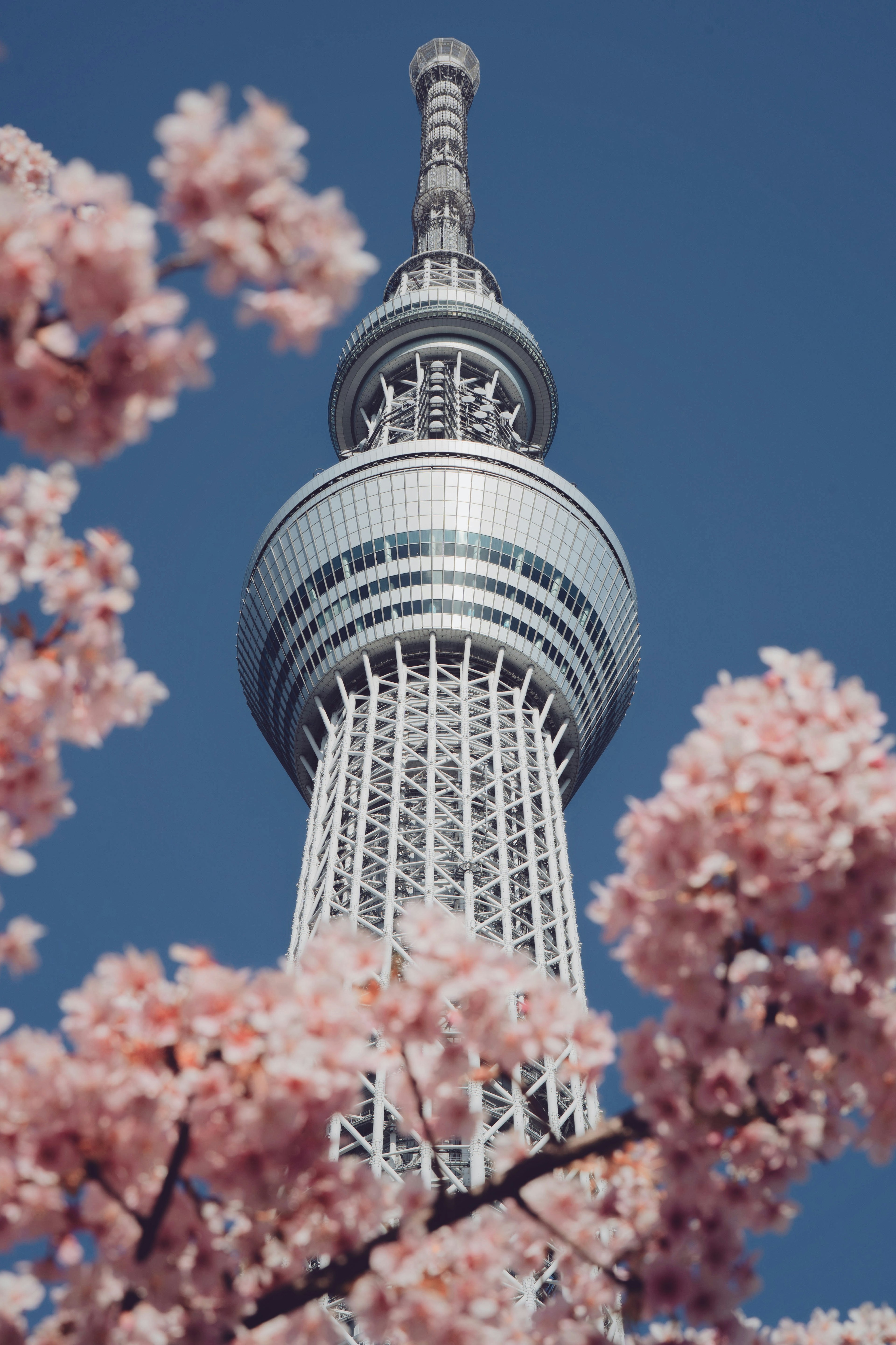 Pemandangan indah Tokyo Skytree dikelilingi bunga sakura