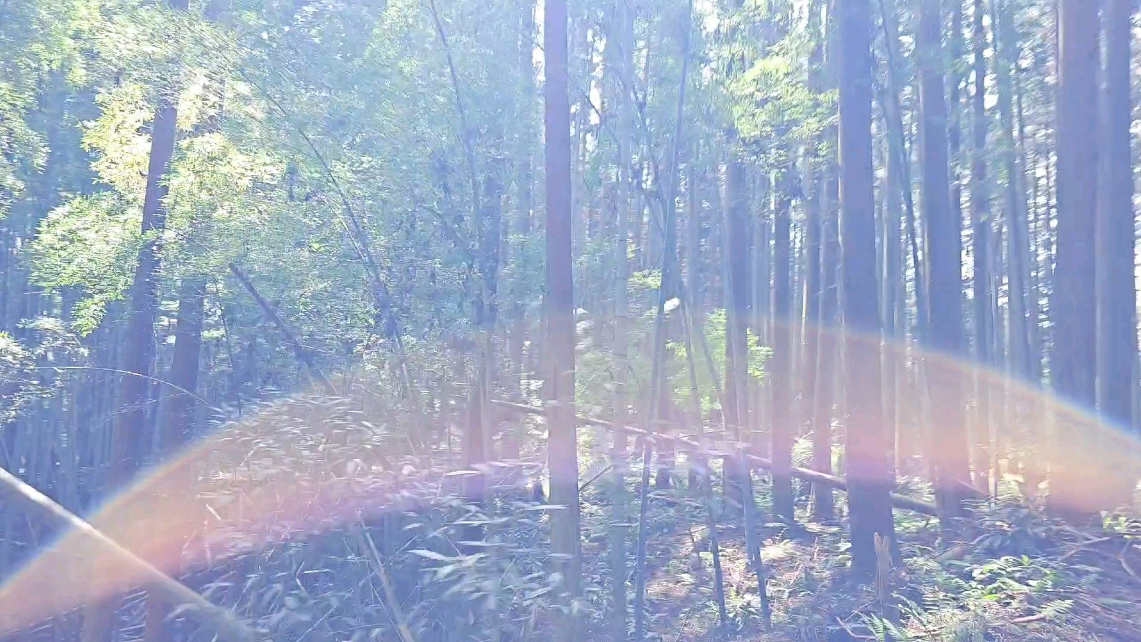 Scène forestière lumineuse avec un rayon de lumière visible