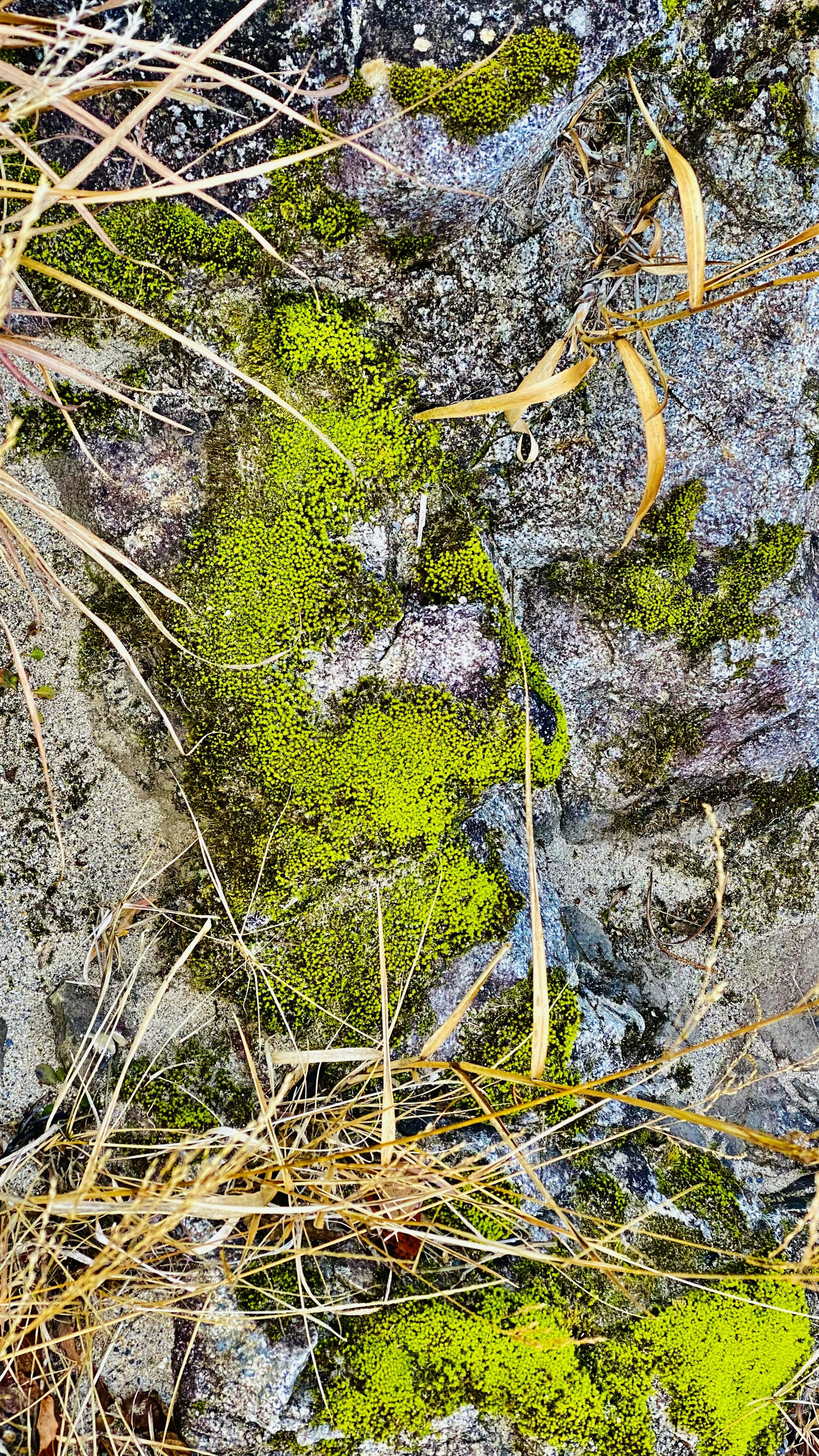 Oberfläche eines mit grünem Moos und trockenem Gras bedeckten Felsens