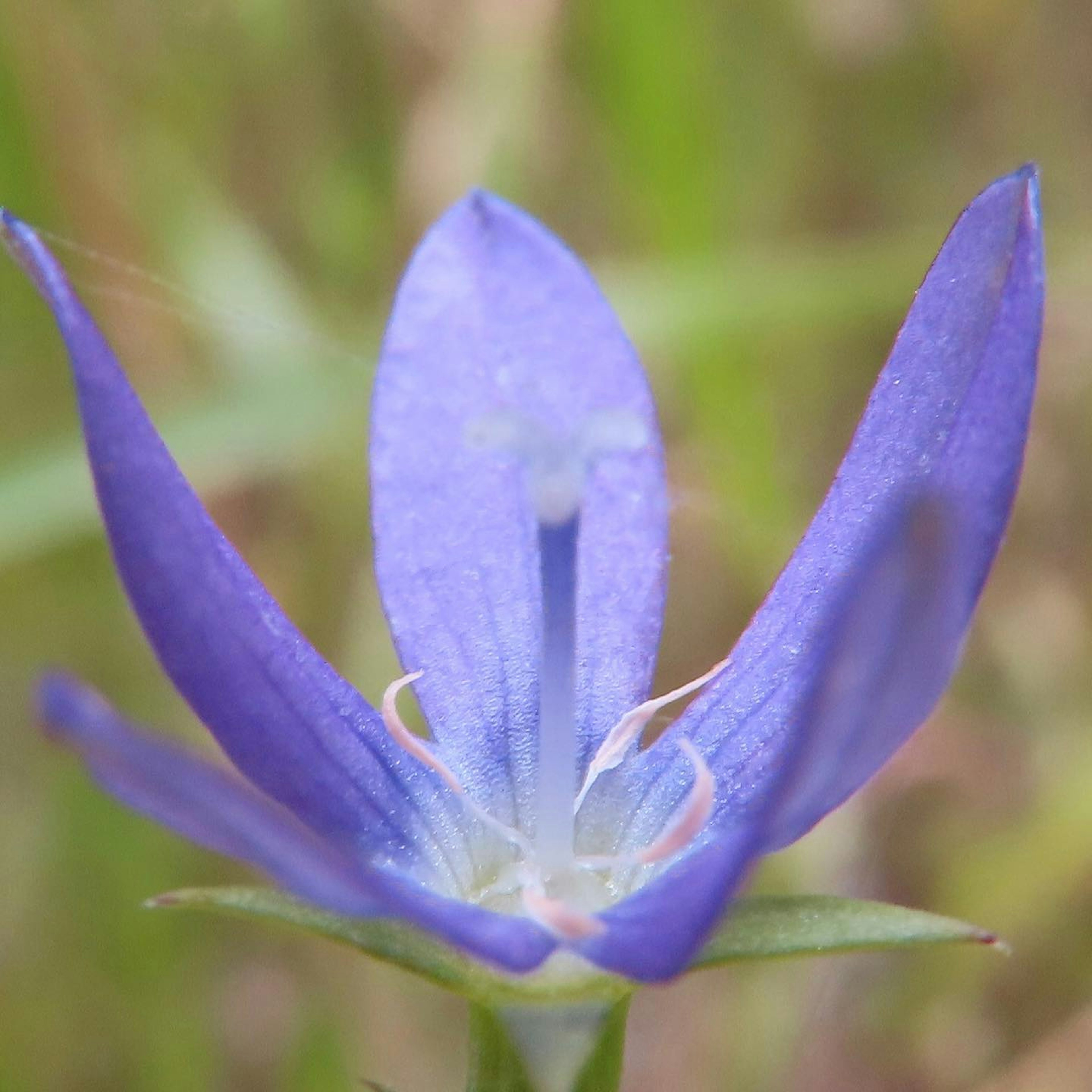 Nahaufnahme einer lebhaften lila Blume vor grünem Hintergrund