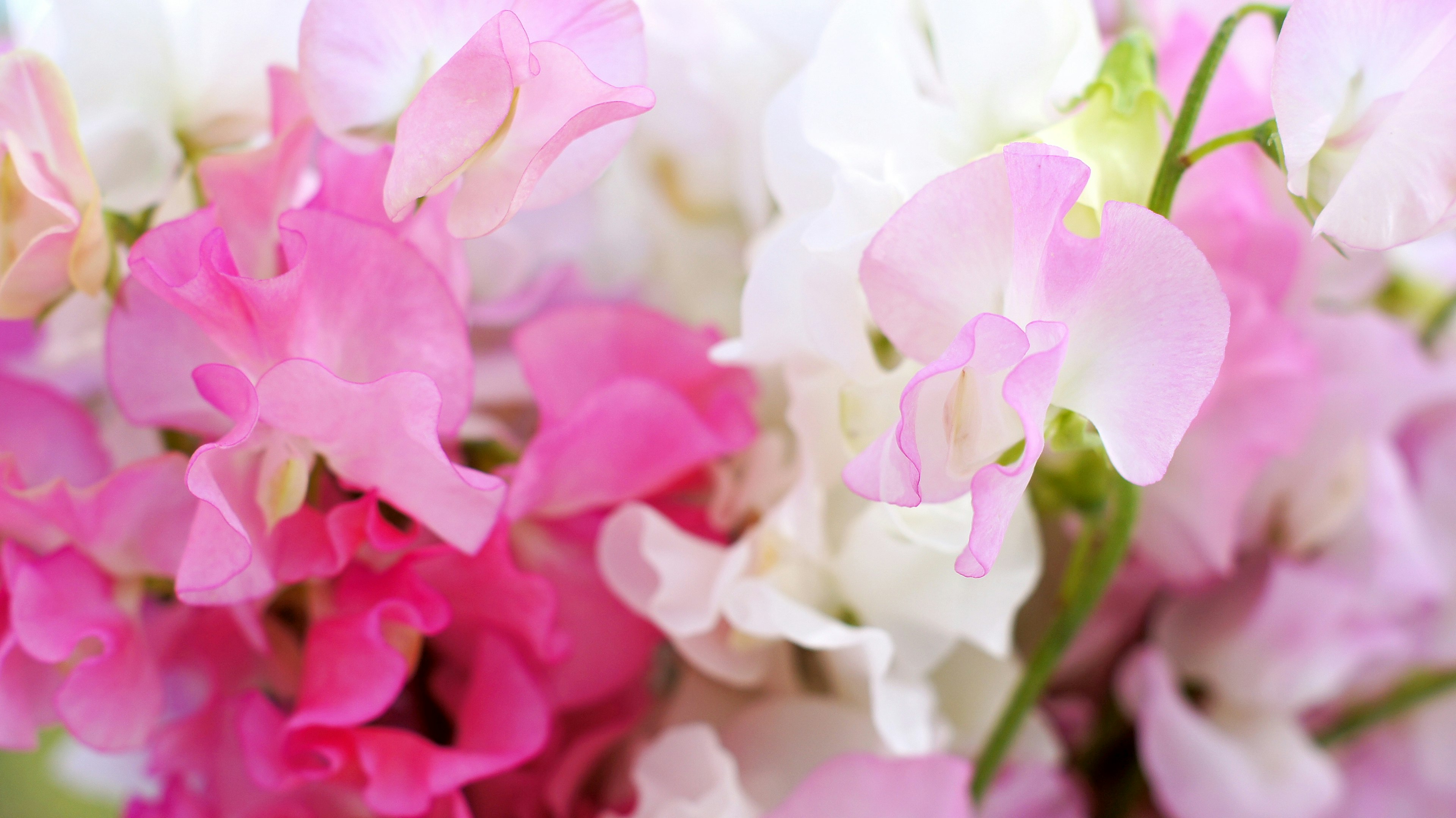 Bunte Zuckerschotenblüten blühen lebhaft