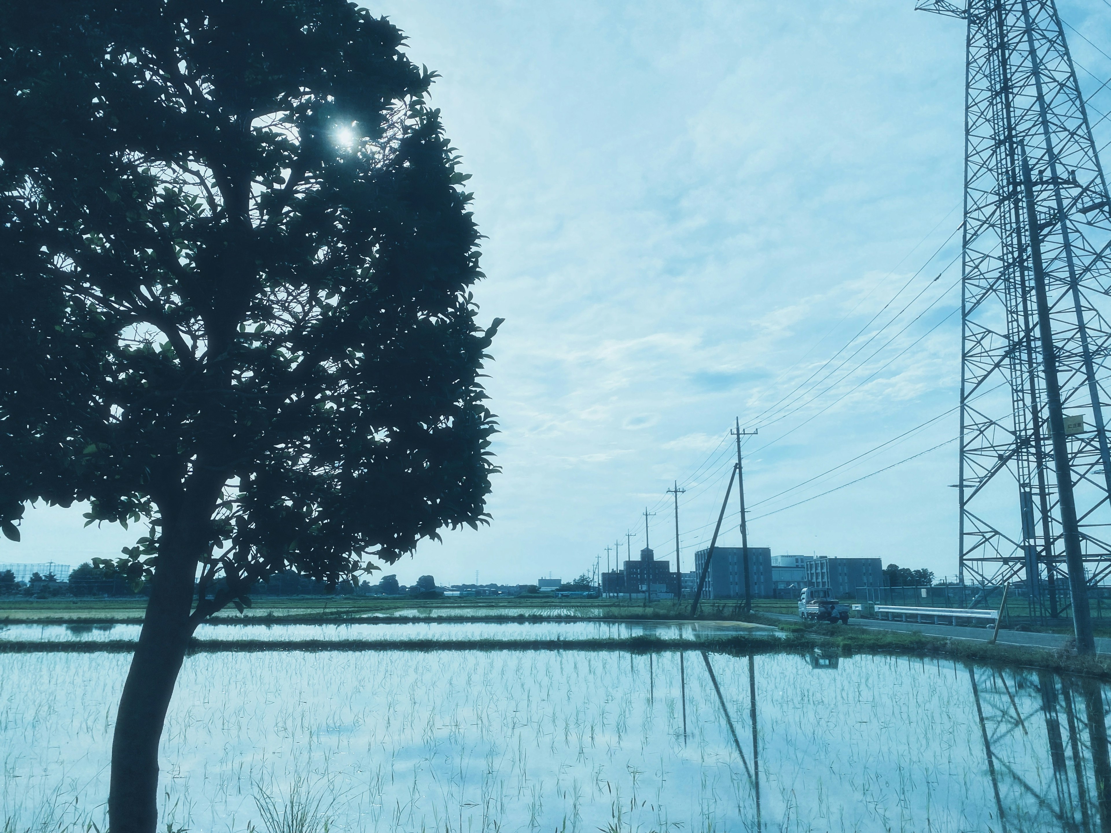 A serene landscape featuring a tree and power lines reflected in a rice field under a blue sky