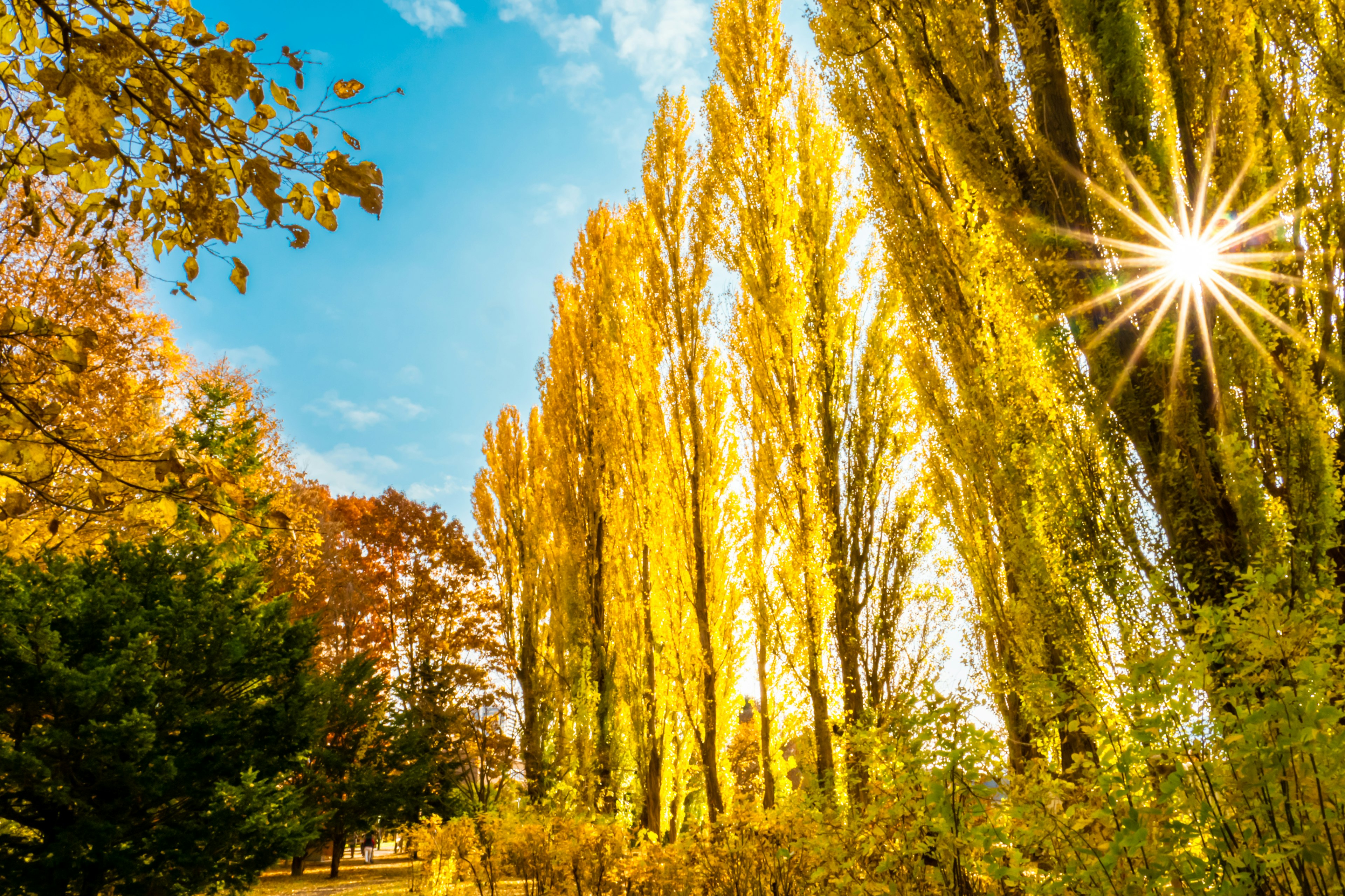 Autumn landscape with yellow poplar trees and blue sky