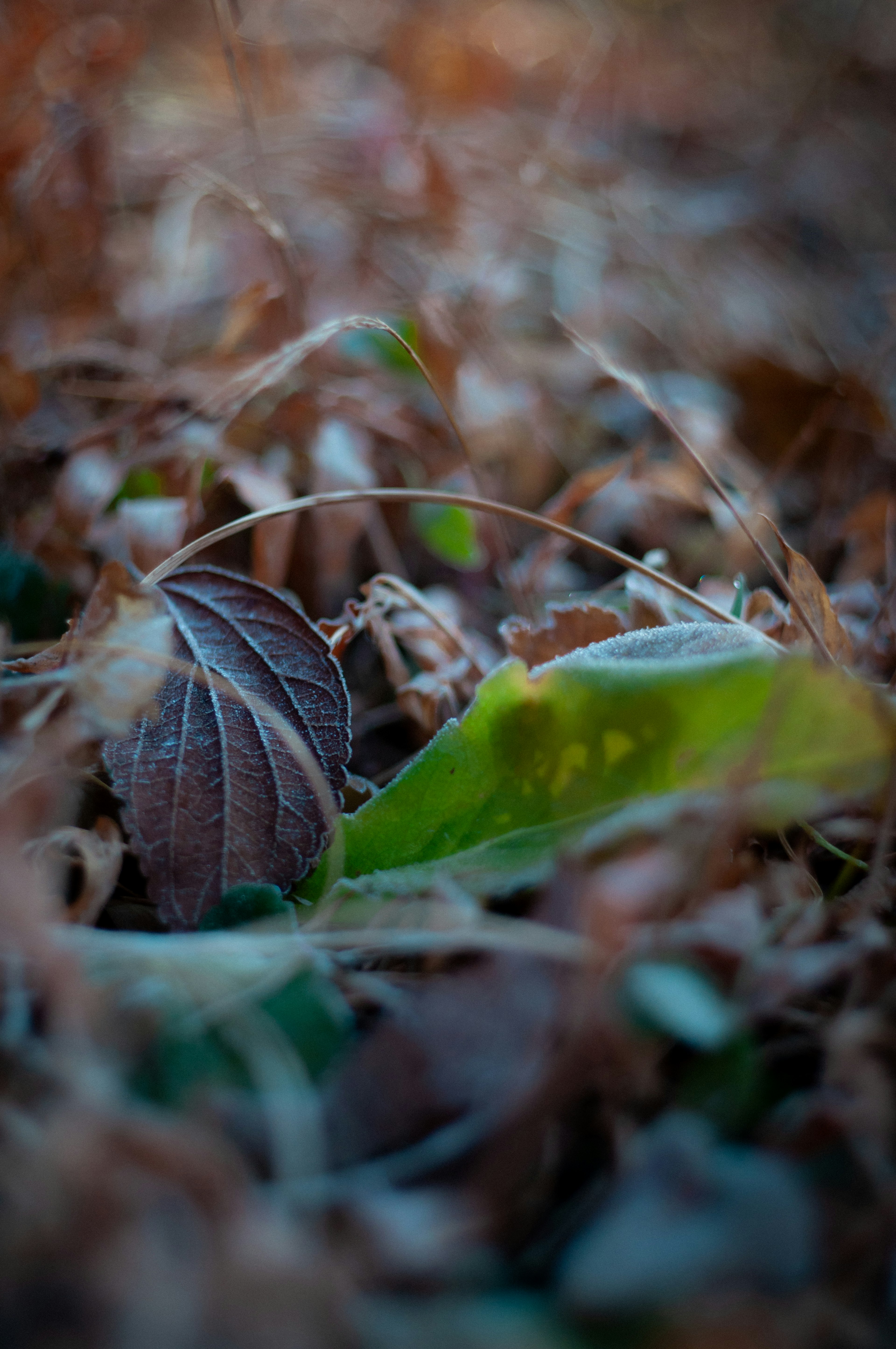 Close-up of frosted brown leaves and a green leaf among dried foliage