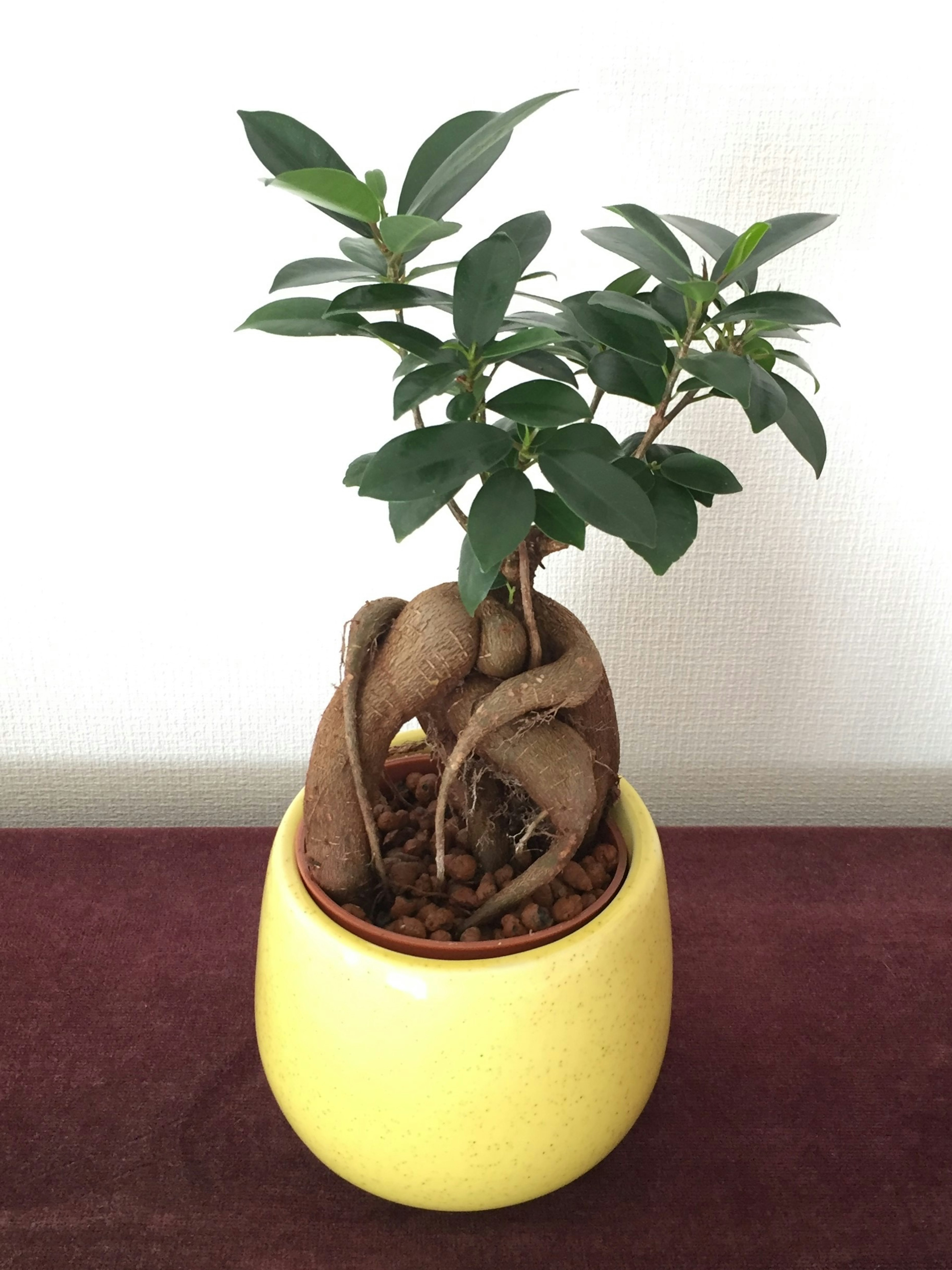 Petite plante d'intérieur avec des racines uniques dans un pot jaune