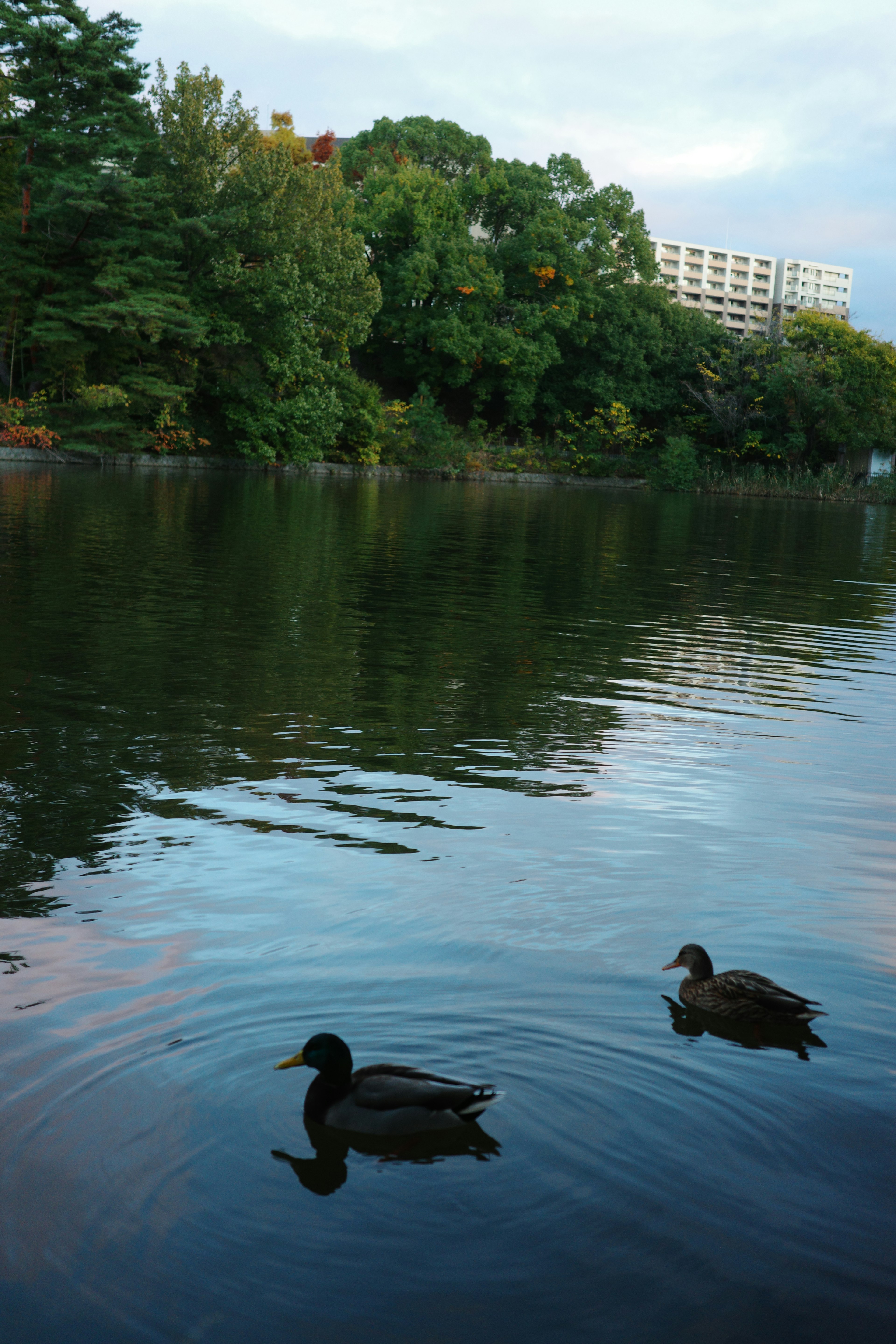 Zwei Enten schwimmen in einem ruhigen See mit üppigem Grün im Hintergrund