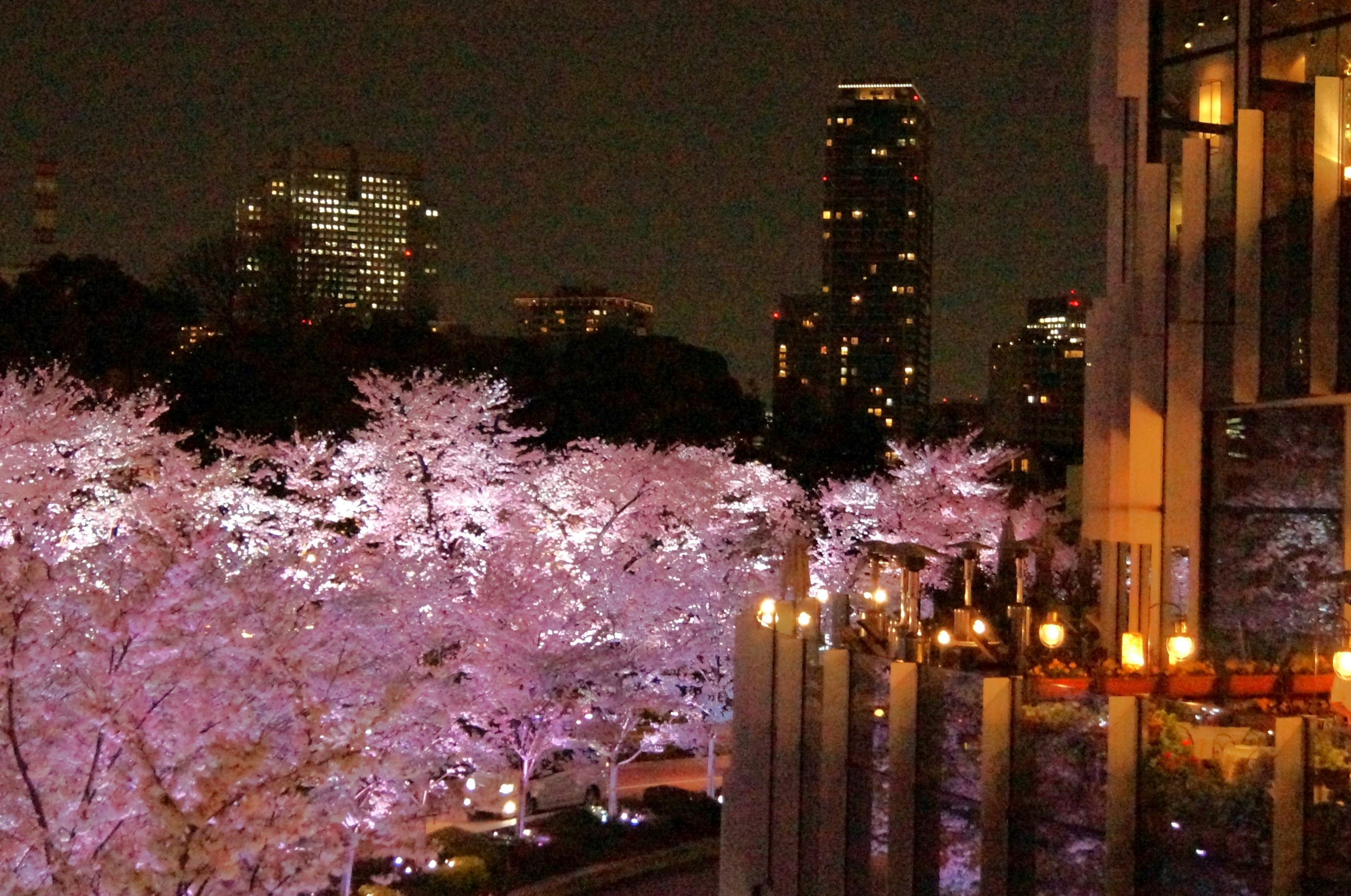 Cerezos iluminados de noche con horizonte urbano