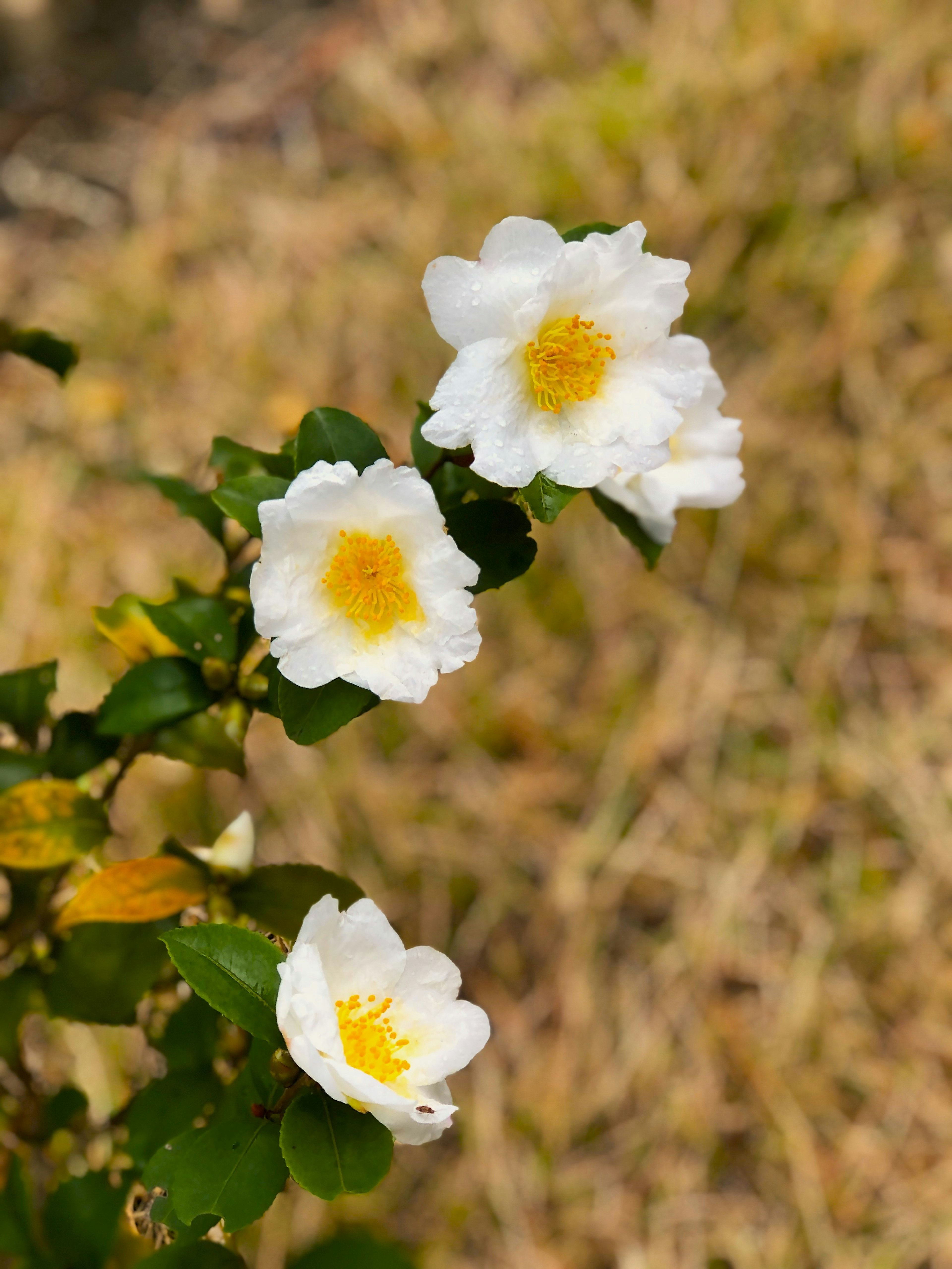 Primer plano de una planta con flores blancas