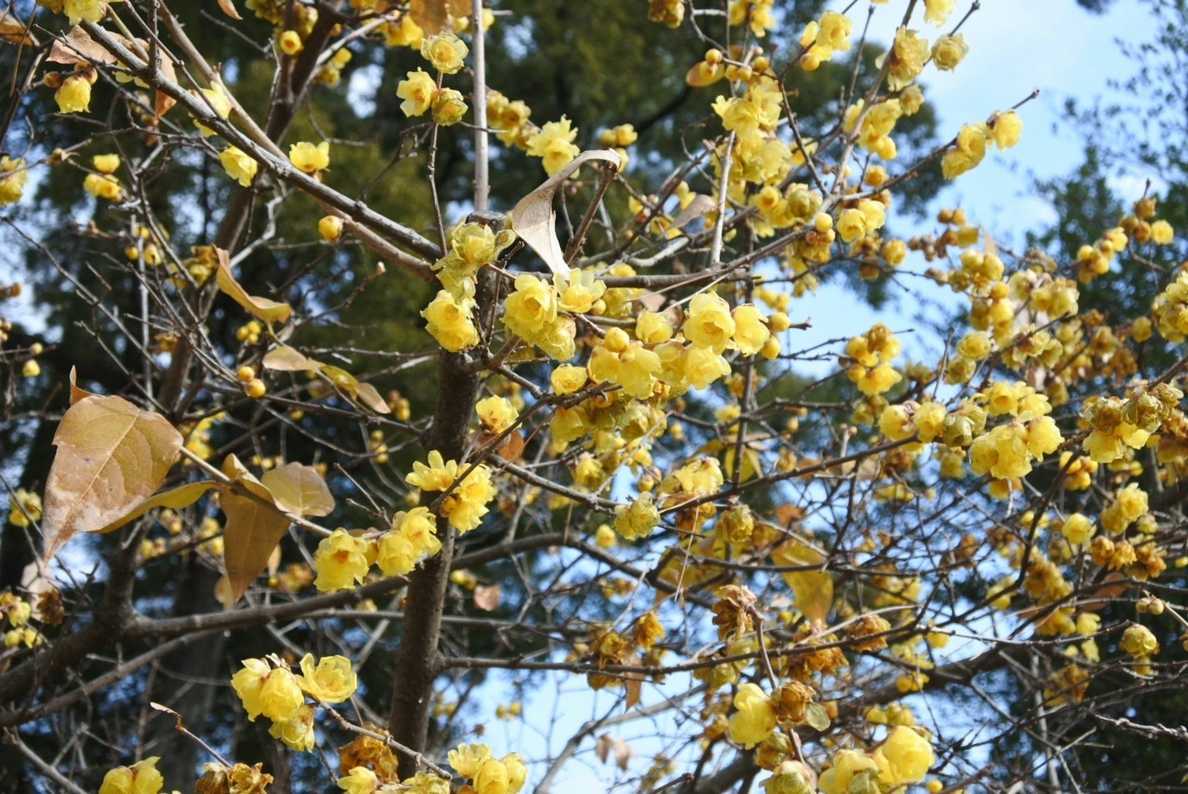 Close-up of branches with blooming yellow flowers