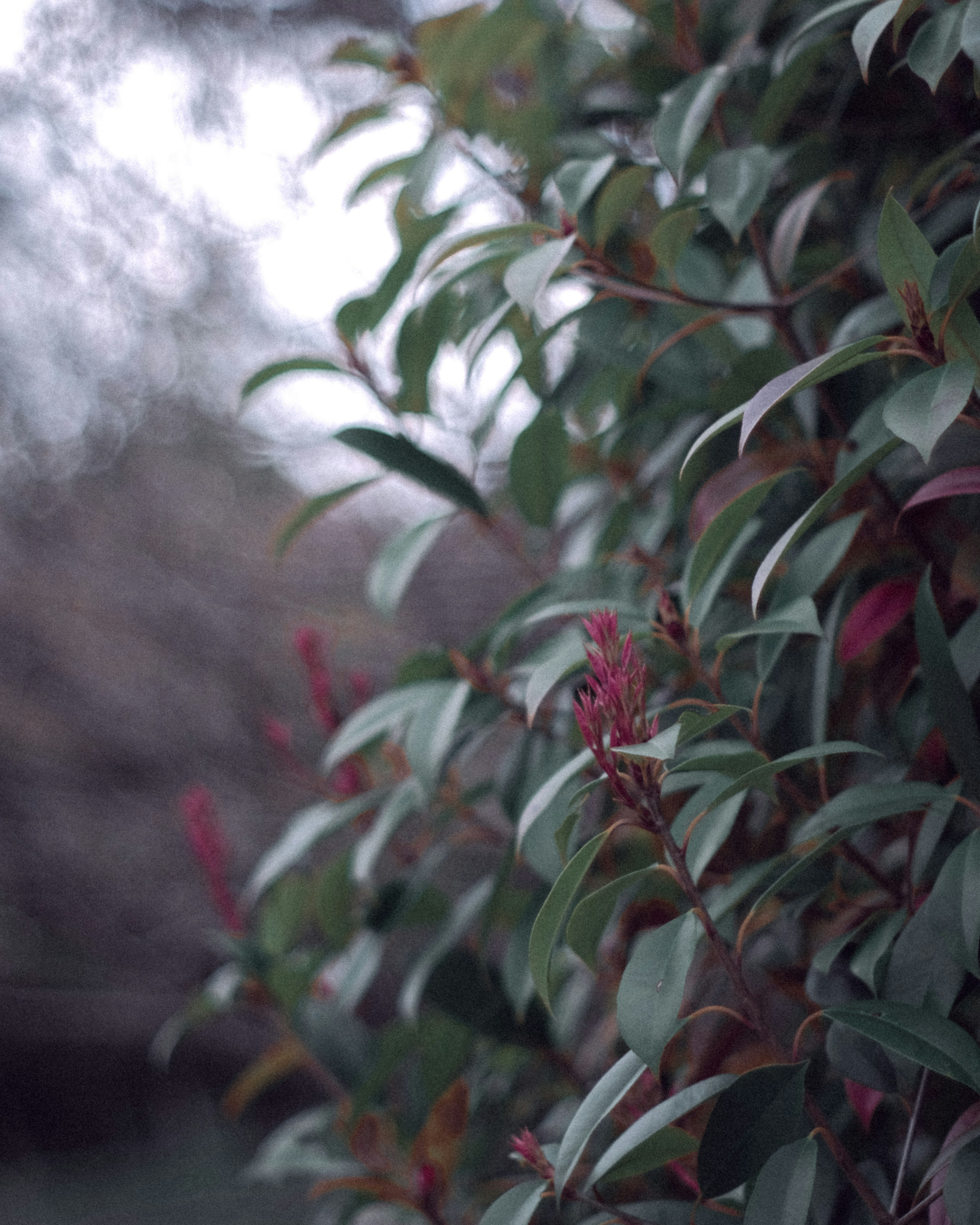 緑の葉と赤いつぼみを持つ植物のクローズアップ写真