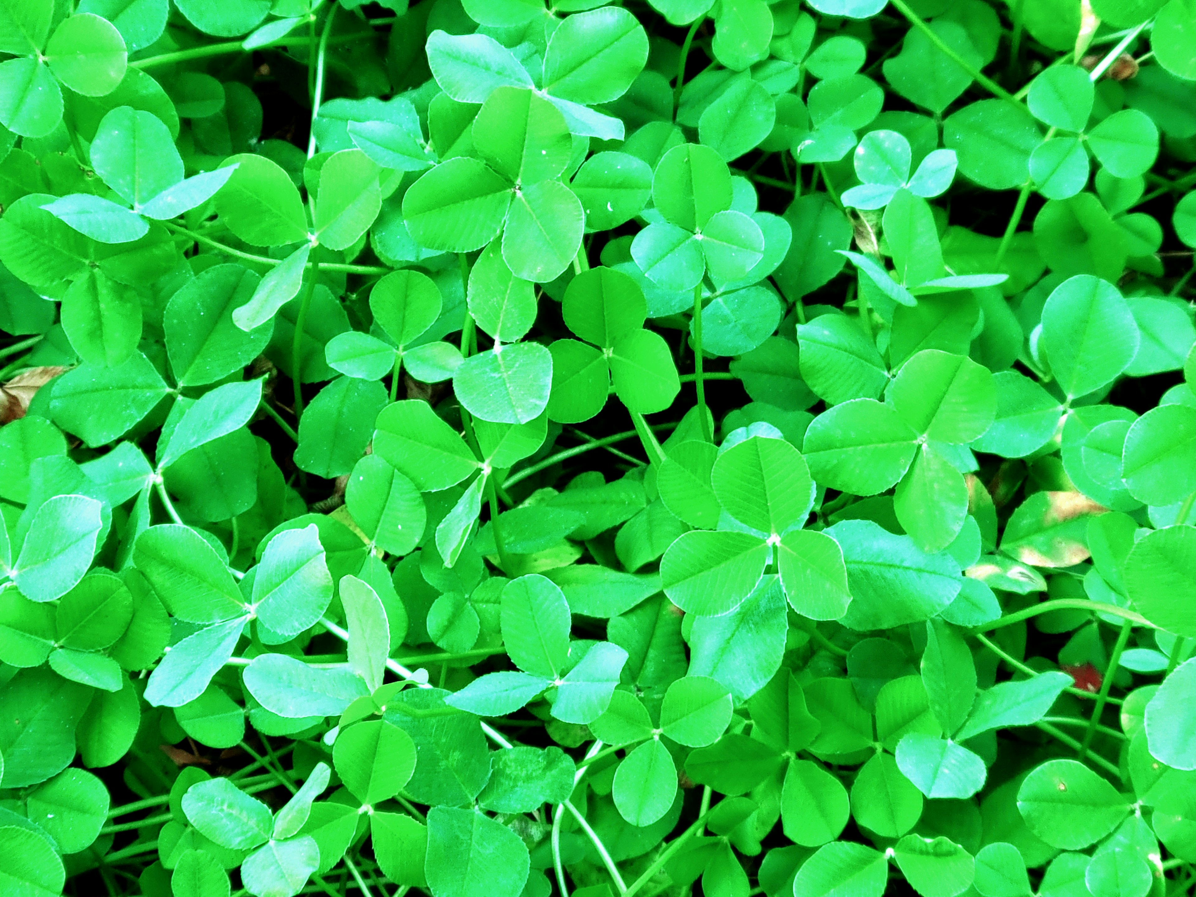 Dense green clover leaves filling the frame