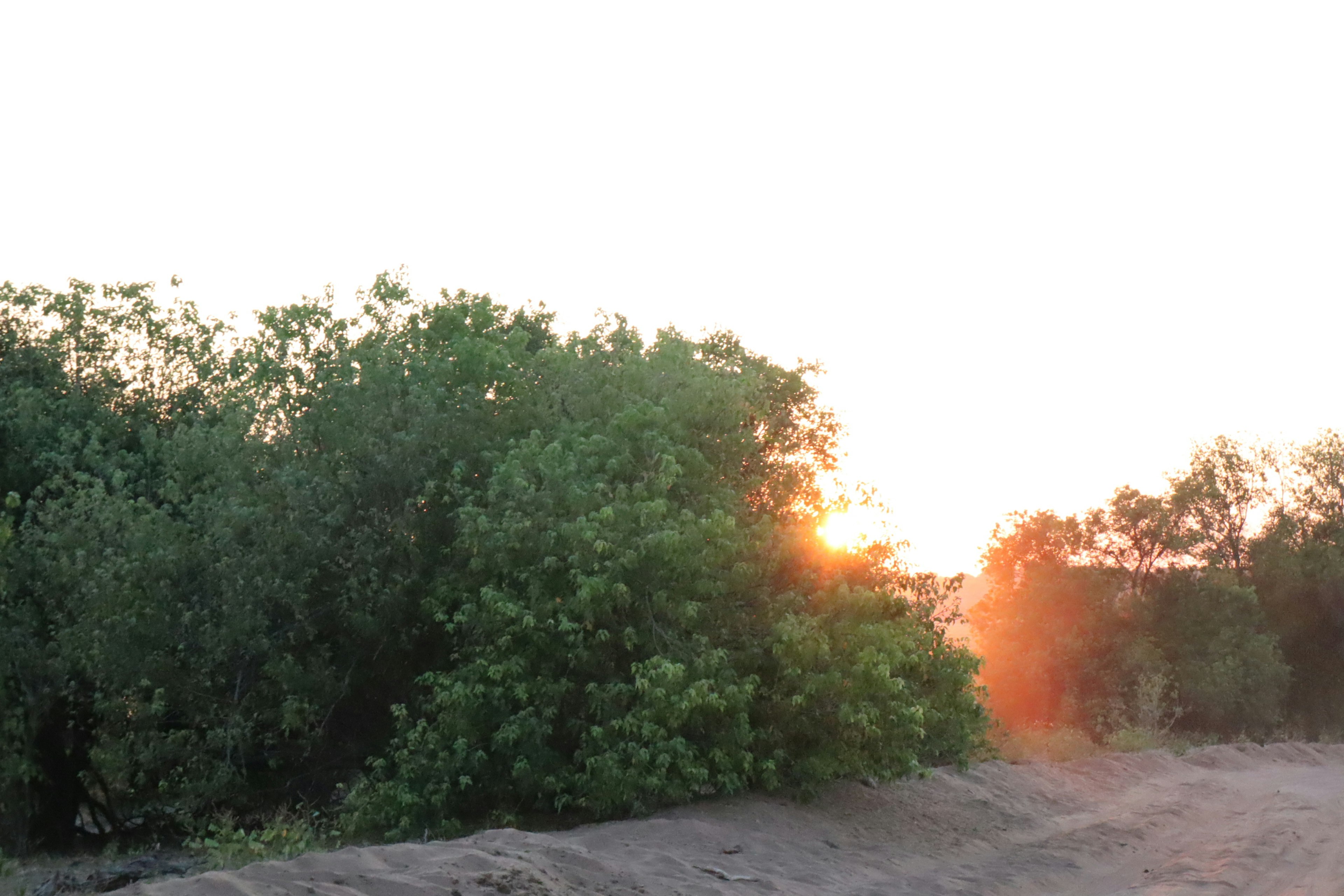 Paysage avec une verdure luxuriante et une lueur de coucher de soleil