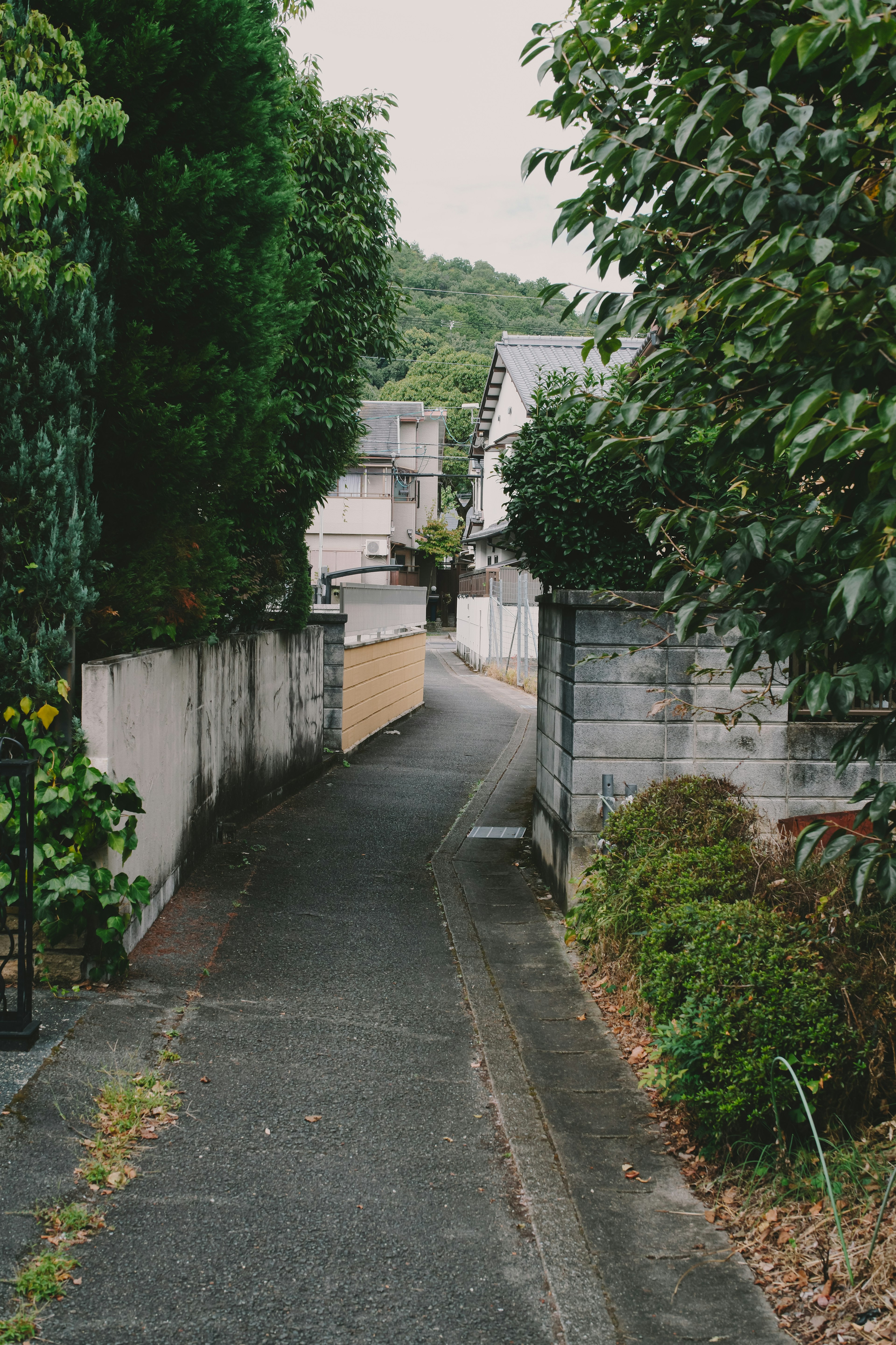 狭い道が両側に緑の木々と壁がある静かな風景