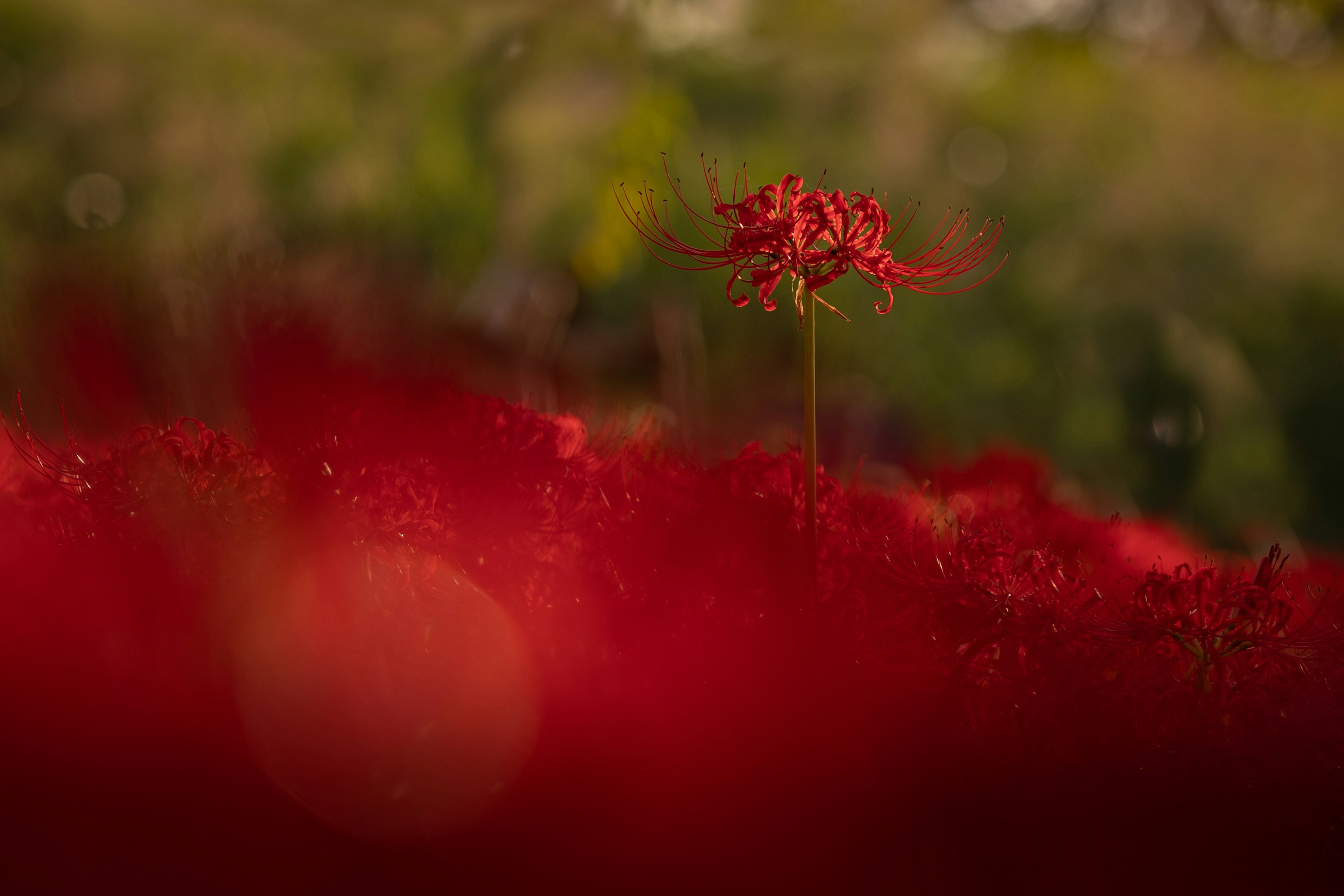 ดอกไม้สีแดงสดโดดเด่นบนพื้นหลังสีเขียว