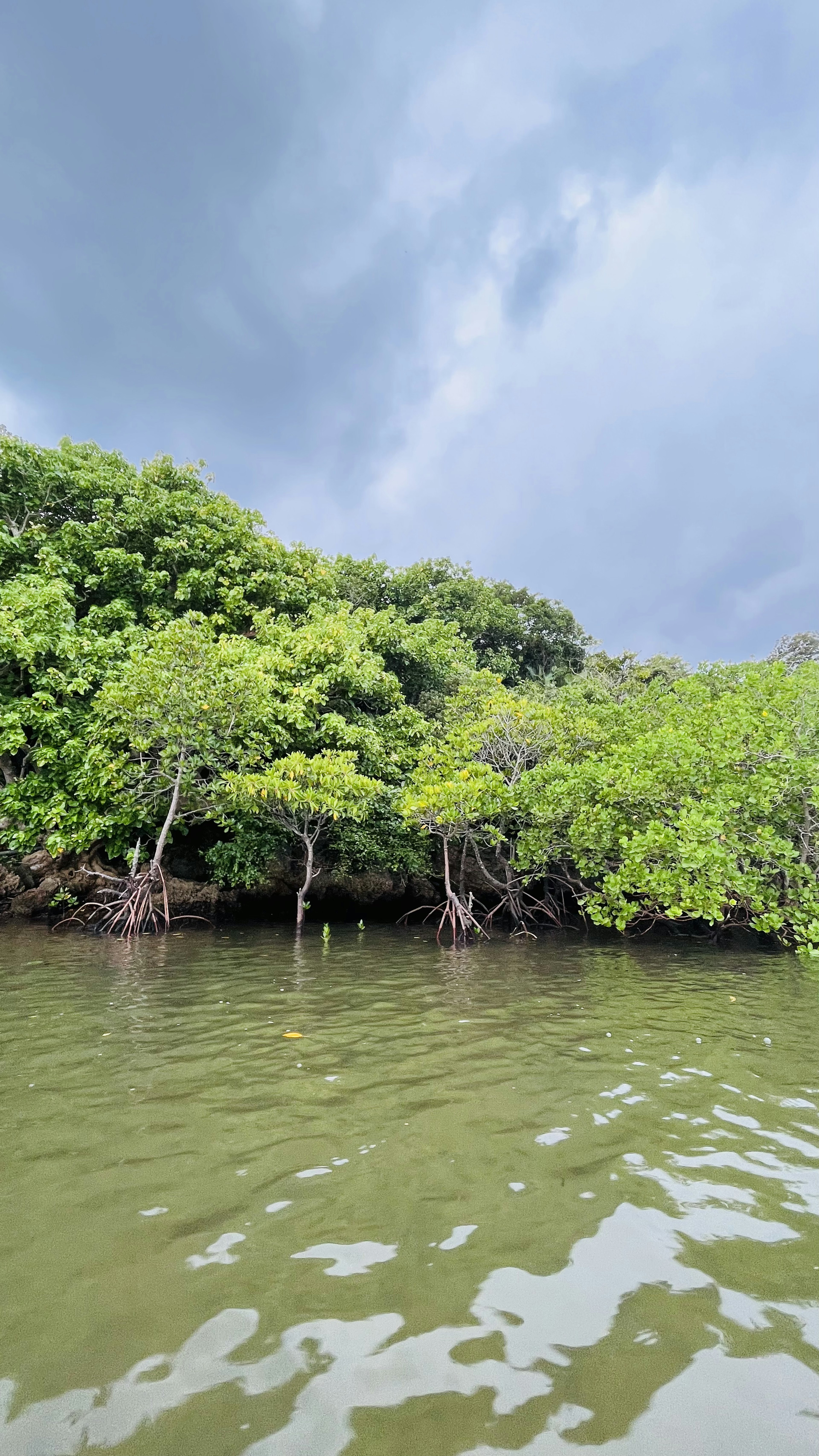 Arbres de mangrove luxuriants le long d'une voie navigable tranquille