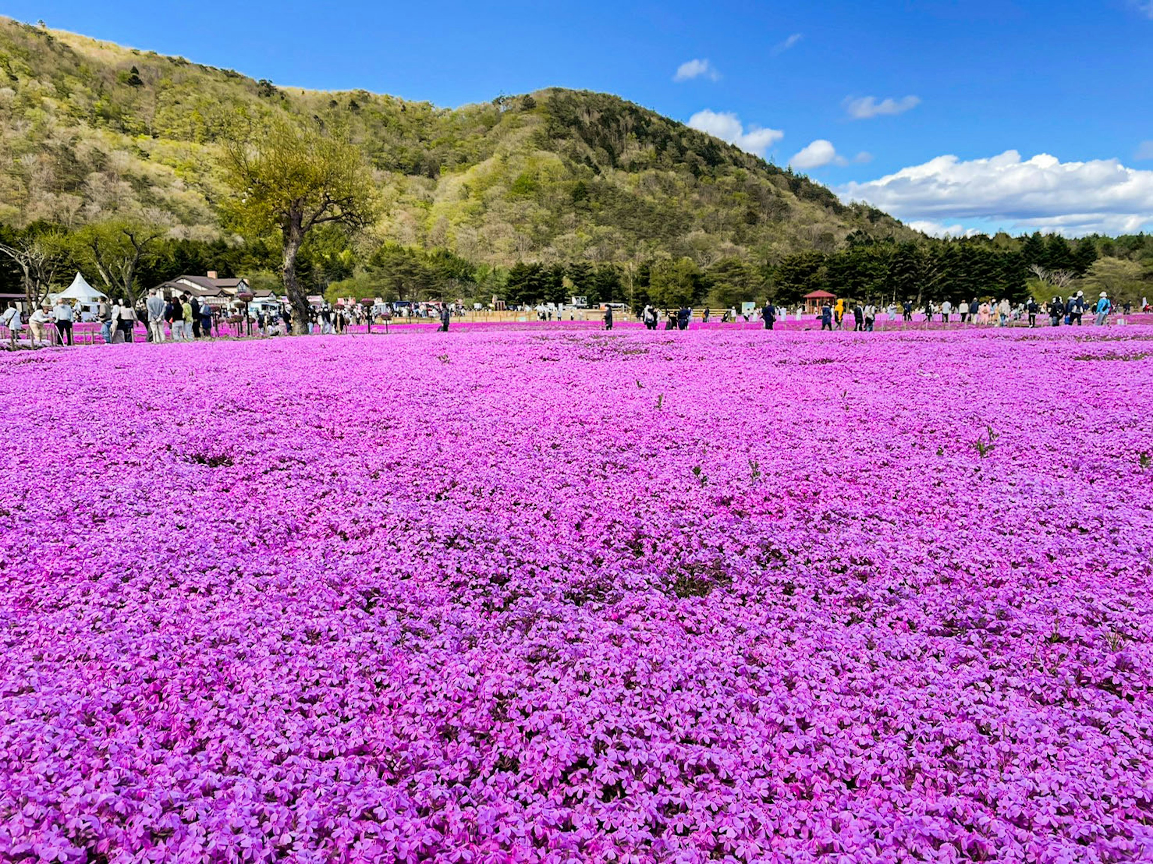 Weites Feld mit rosa Blumen unter blauem Himmel