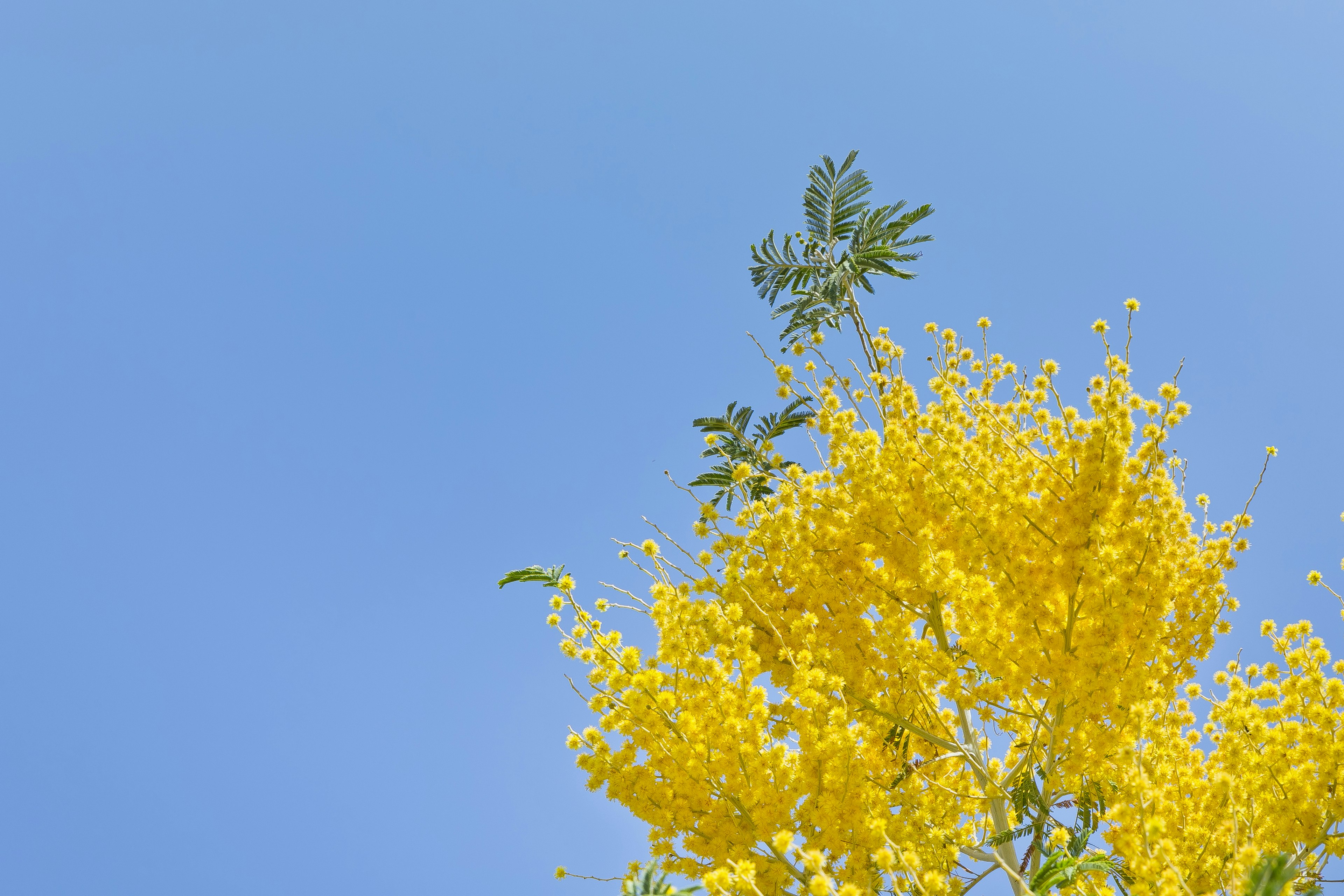 Bunga mimosa kuning cerah di bawah langit biru yang cerah