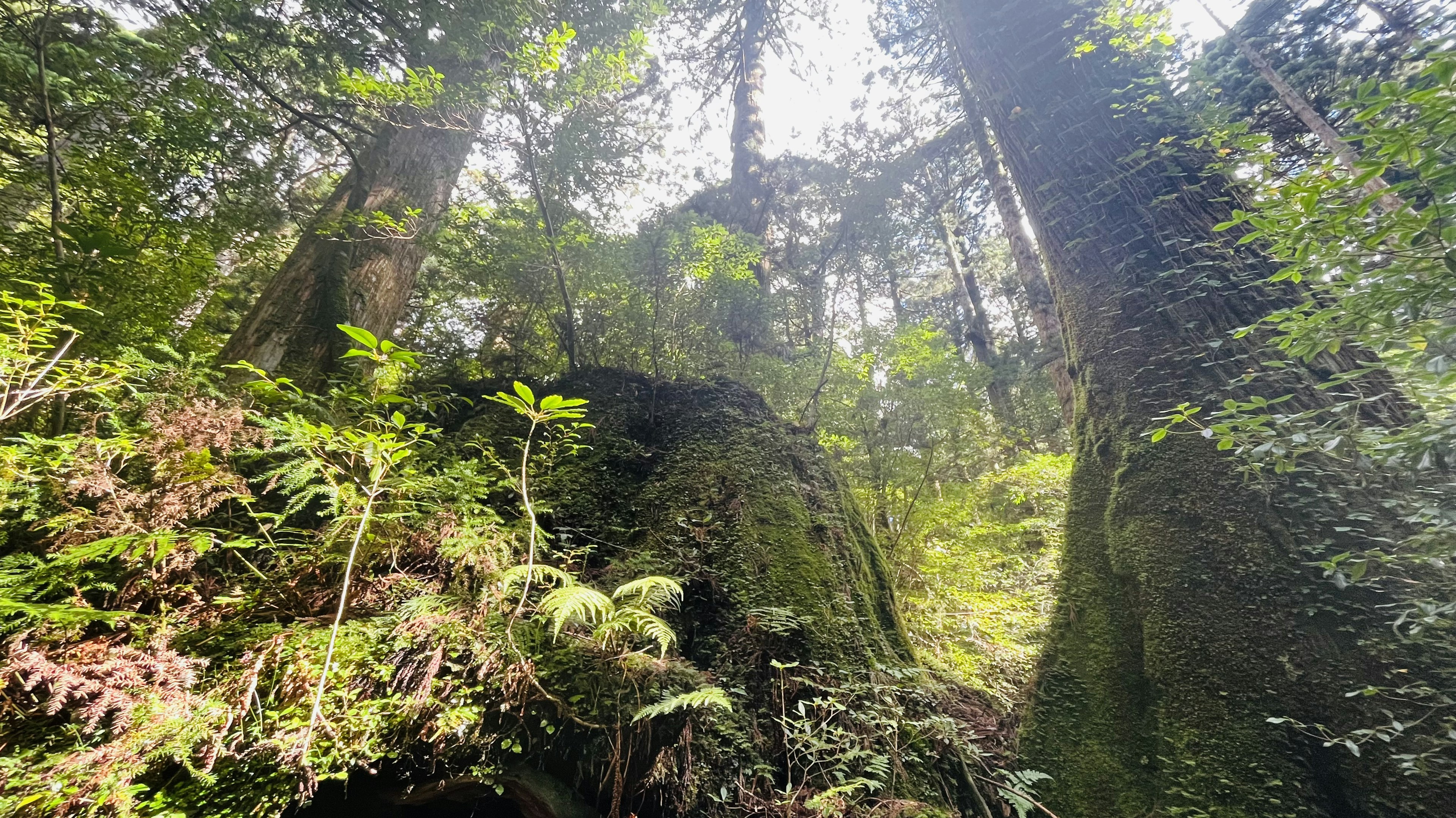 Altos árboles en un bosque frondoso con luz del sol filtrando a través de las hojas