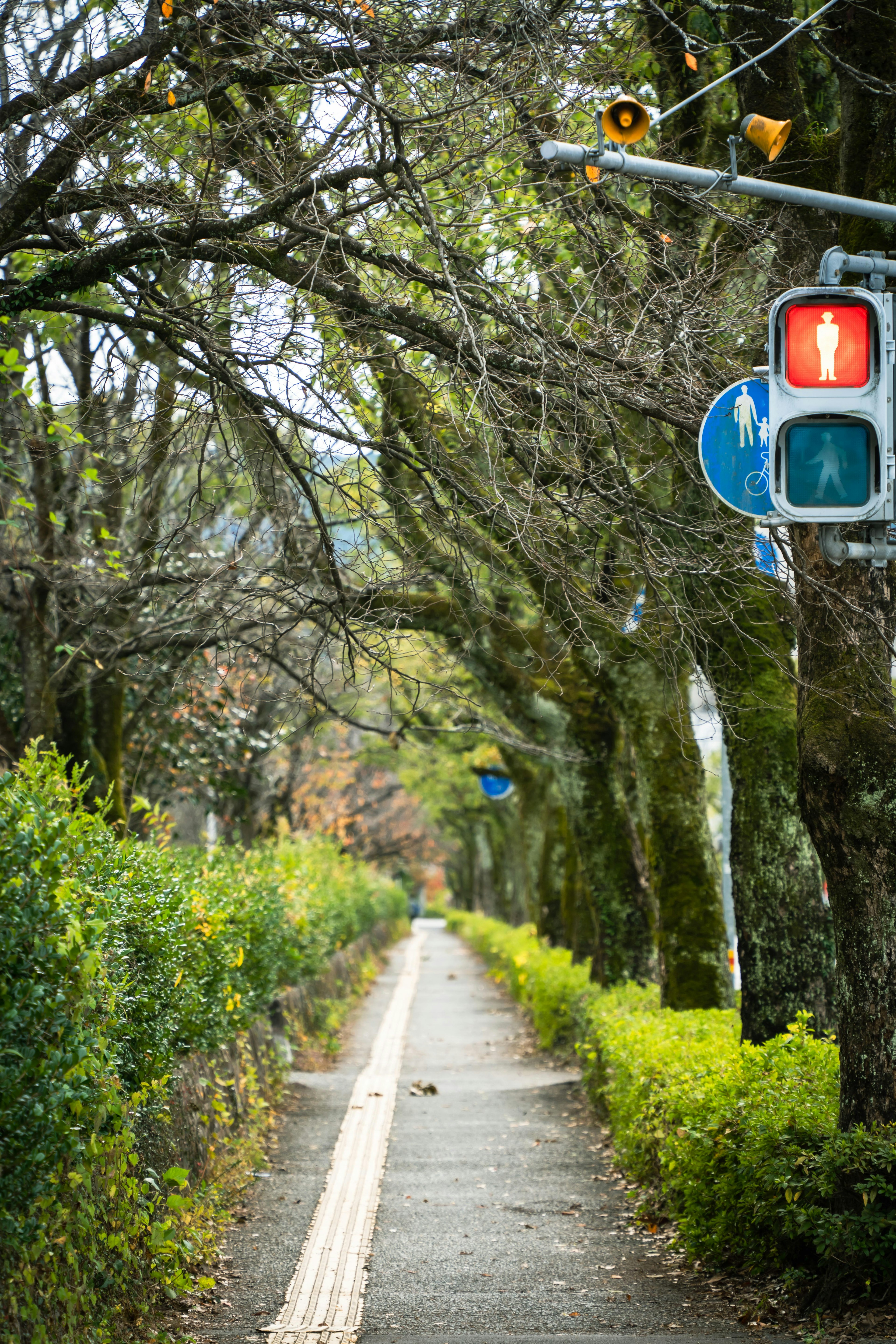 Un chemin bordé d'arbres verts et d'un feu de circulation rouge