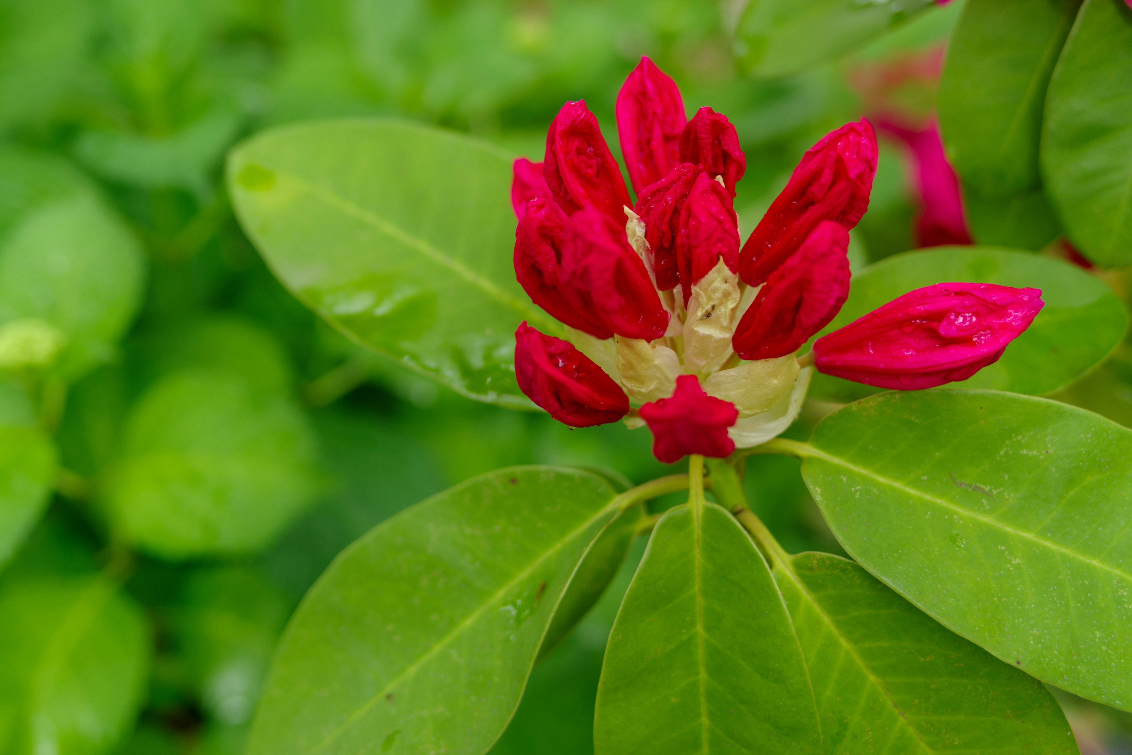 Nahaufnahme einer Pflanze mit roten Blüten und grünen Blättern