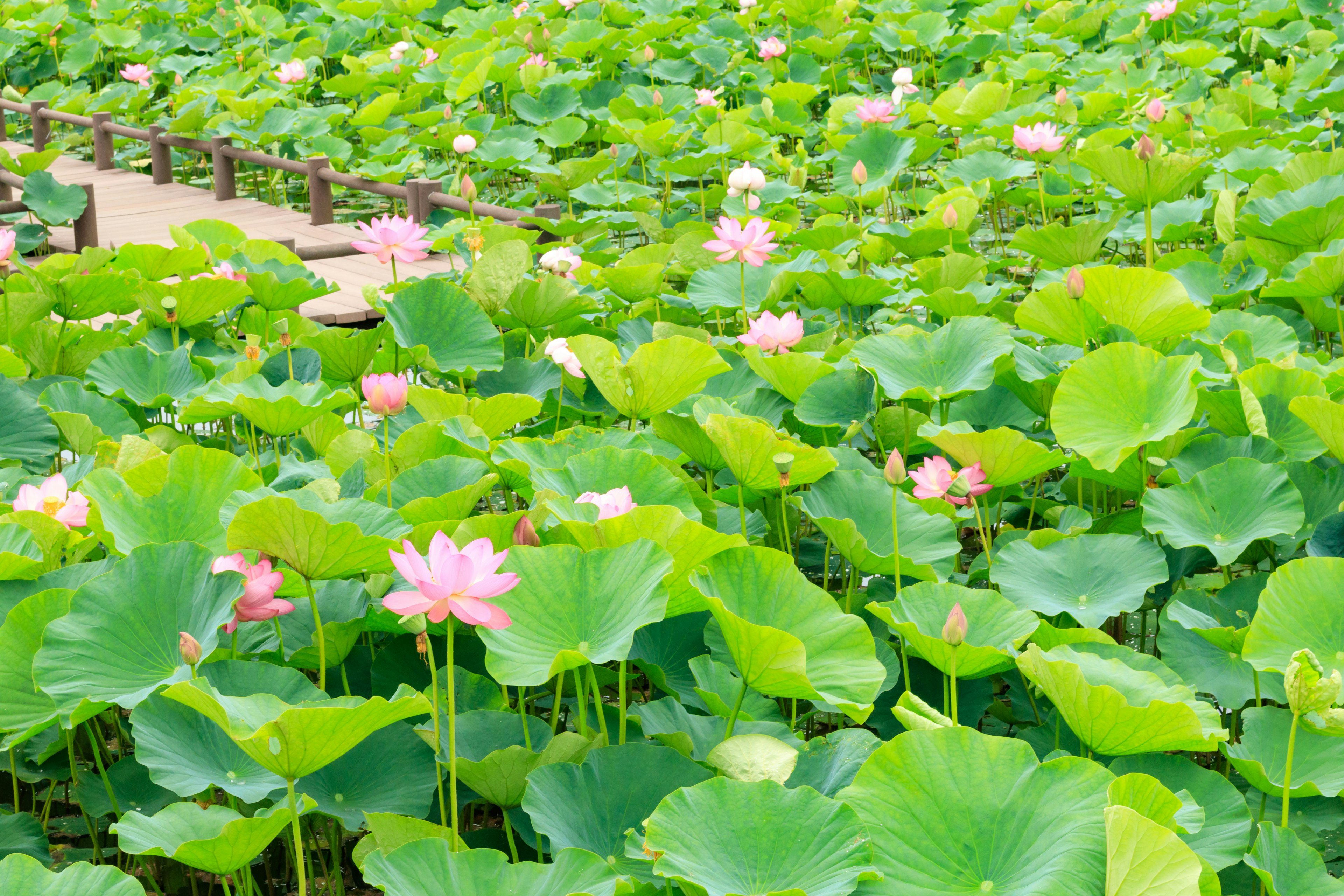 A pond scene with pink lotus flowers surrounded by large green leaves