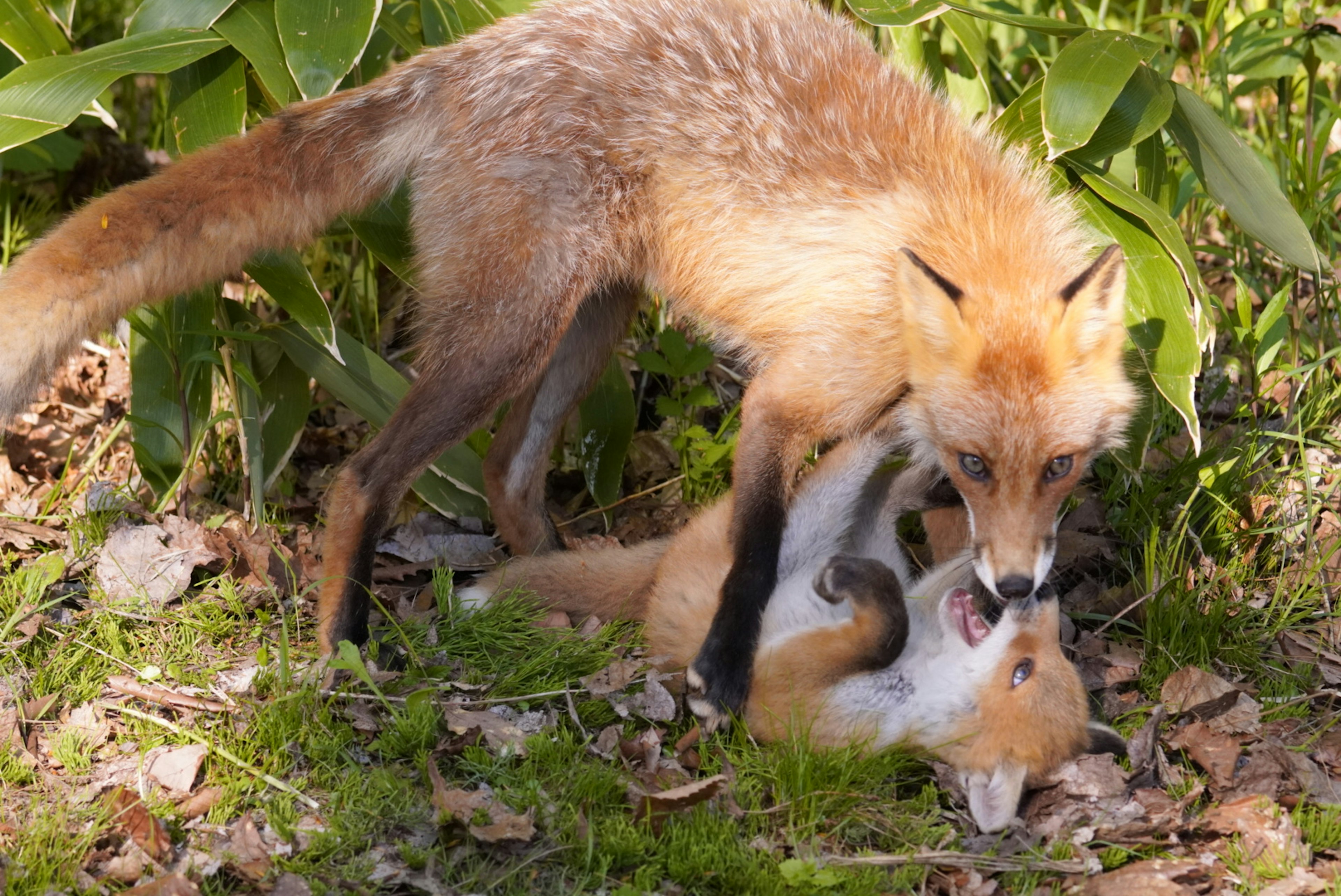 Ein roter Fuchs, der spielerisch mit einem anderen Fuchs auf dem Boden zwischen grünem Laub interagiert