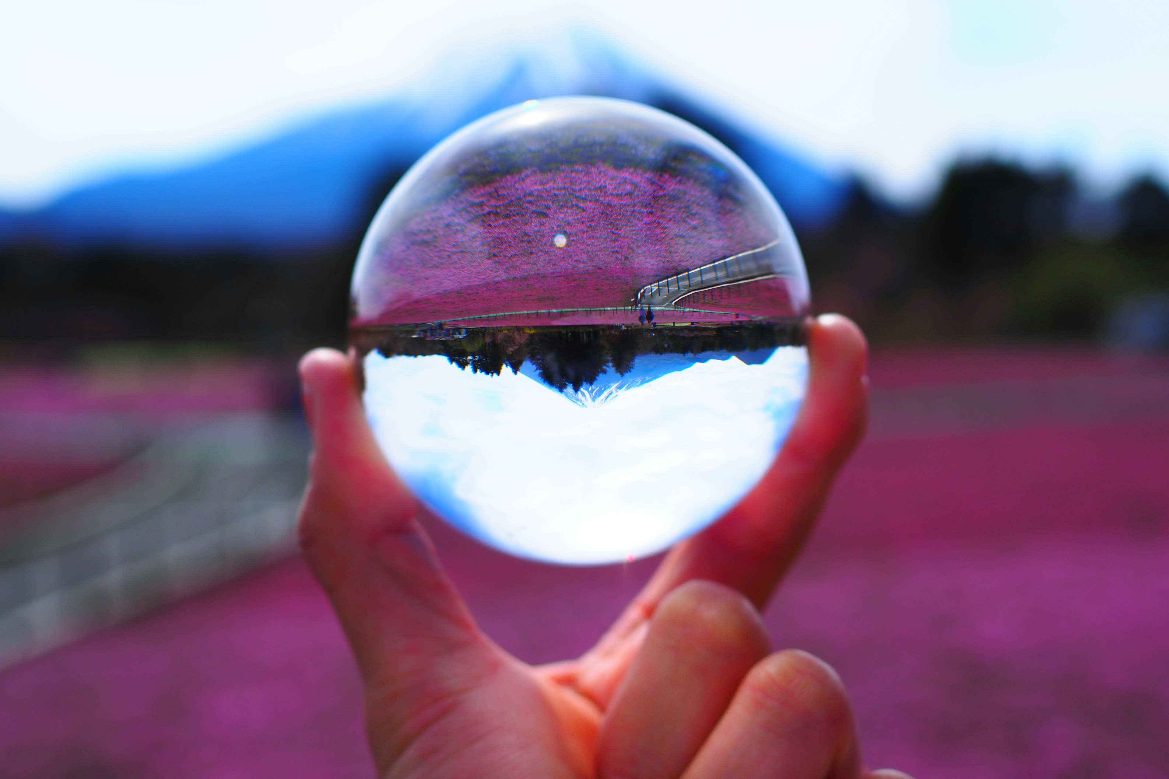 Boule en cristal tenue dans la main reflétant un paysage magnifique et un champ de fleurs roses