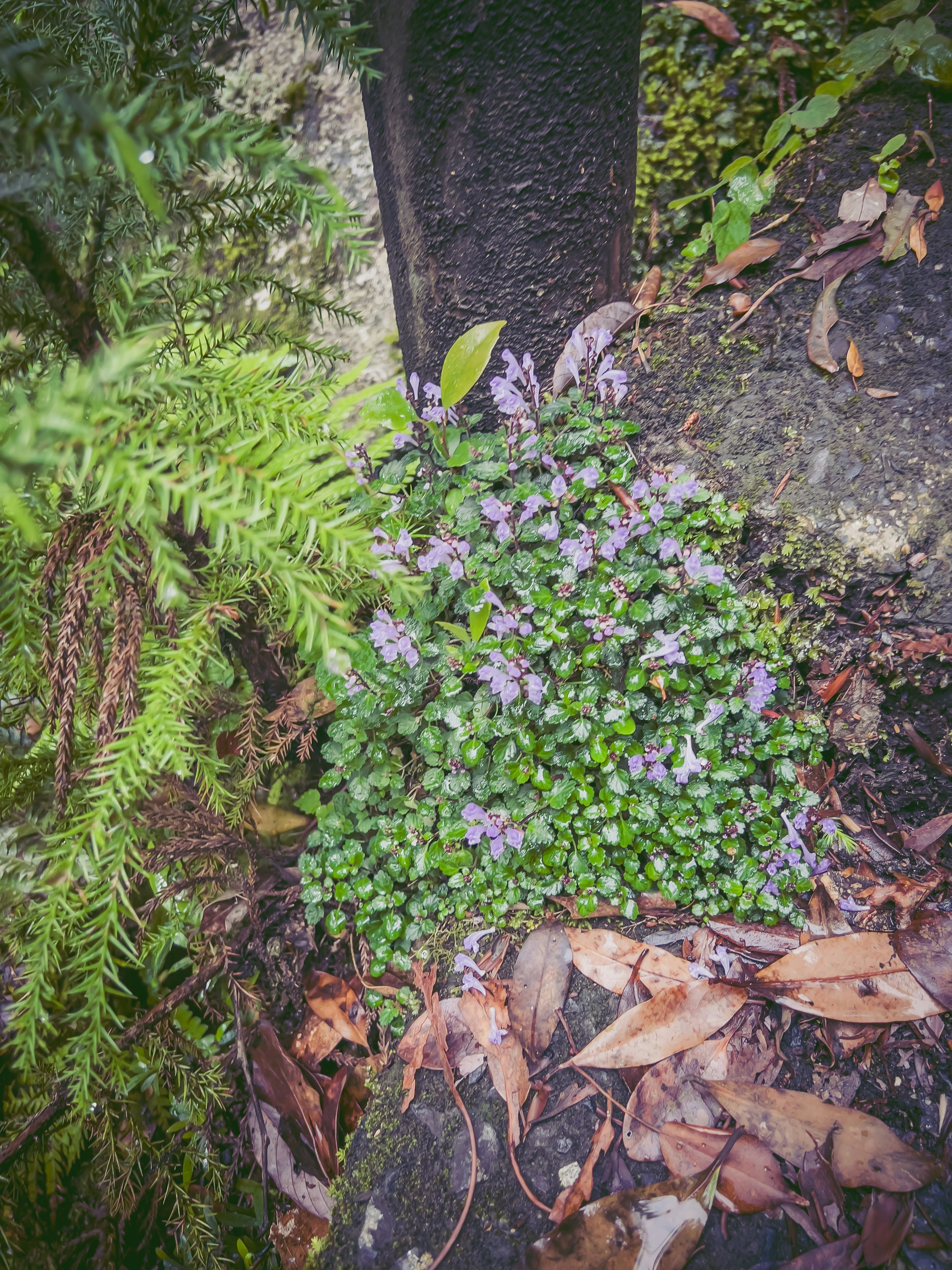 Plantas verdes y grupos de flores moradas creciendo entre rocas