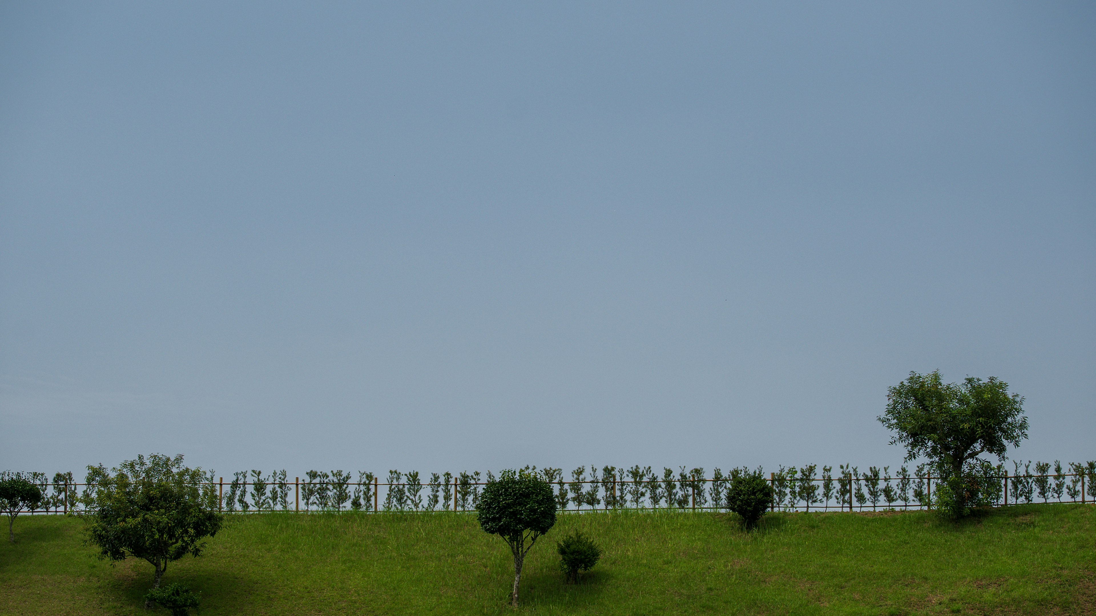 Silhouette of trees lined against a blue sky on a green hillside