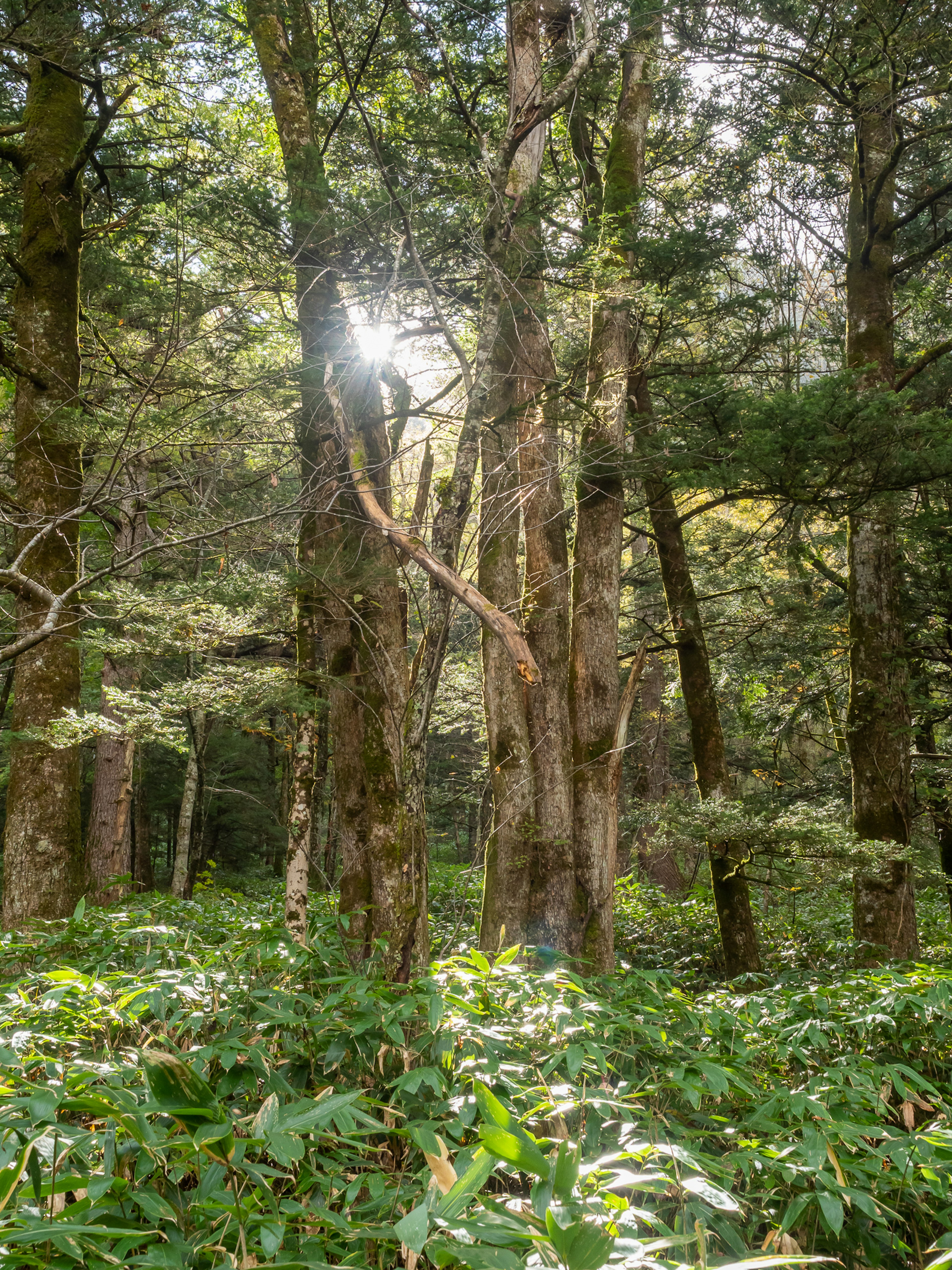 Luz del sol filtrándose a través de los árboles en un bosque frondoso