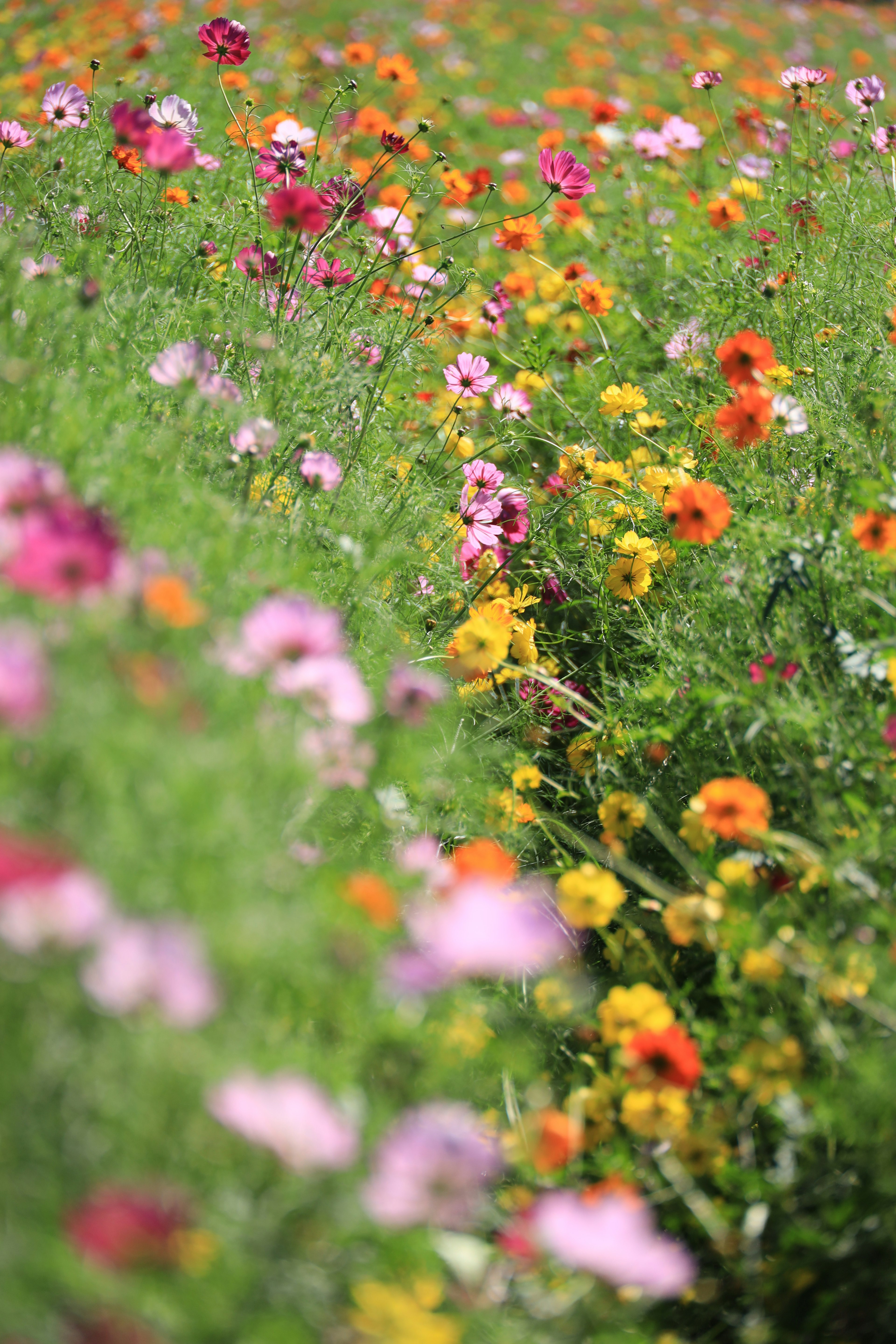 Prairie de fleurs sauvages vibrantes avec diverses fleurs colorées