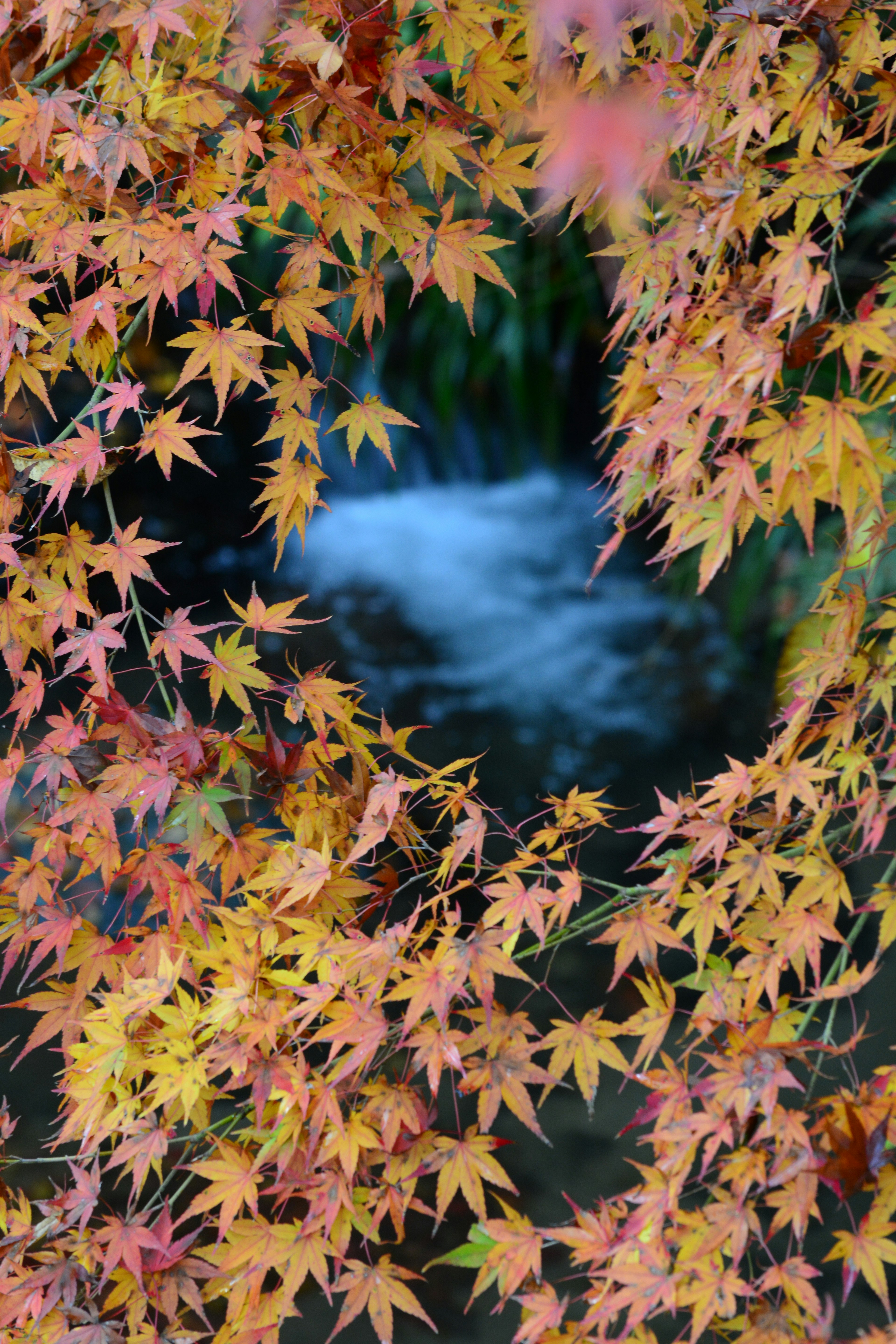 A view of flowing water framed by colorful red and yellow maple leaves